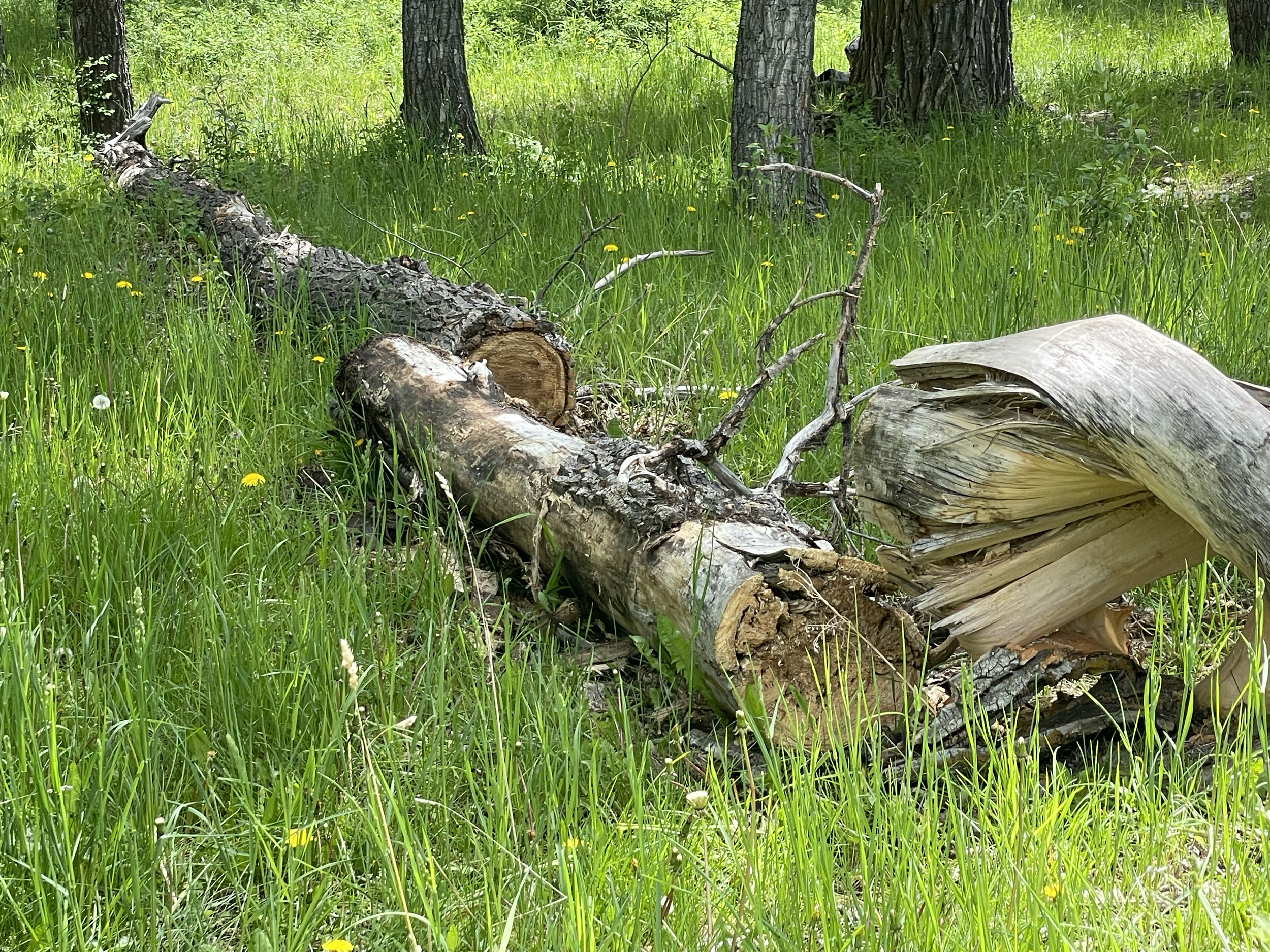 Much of the land had been simply left to grazing a herd of cows. Trees were down throughout and the owner was interested in sprucing things up.