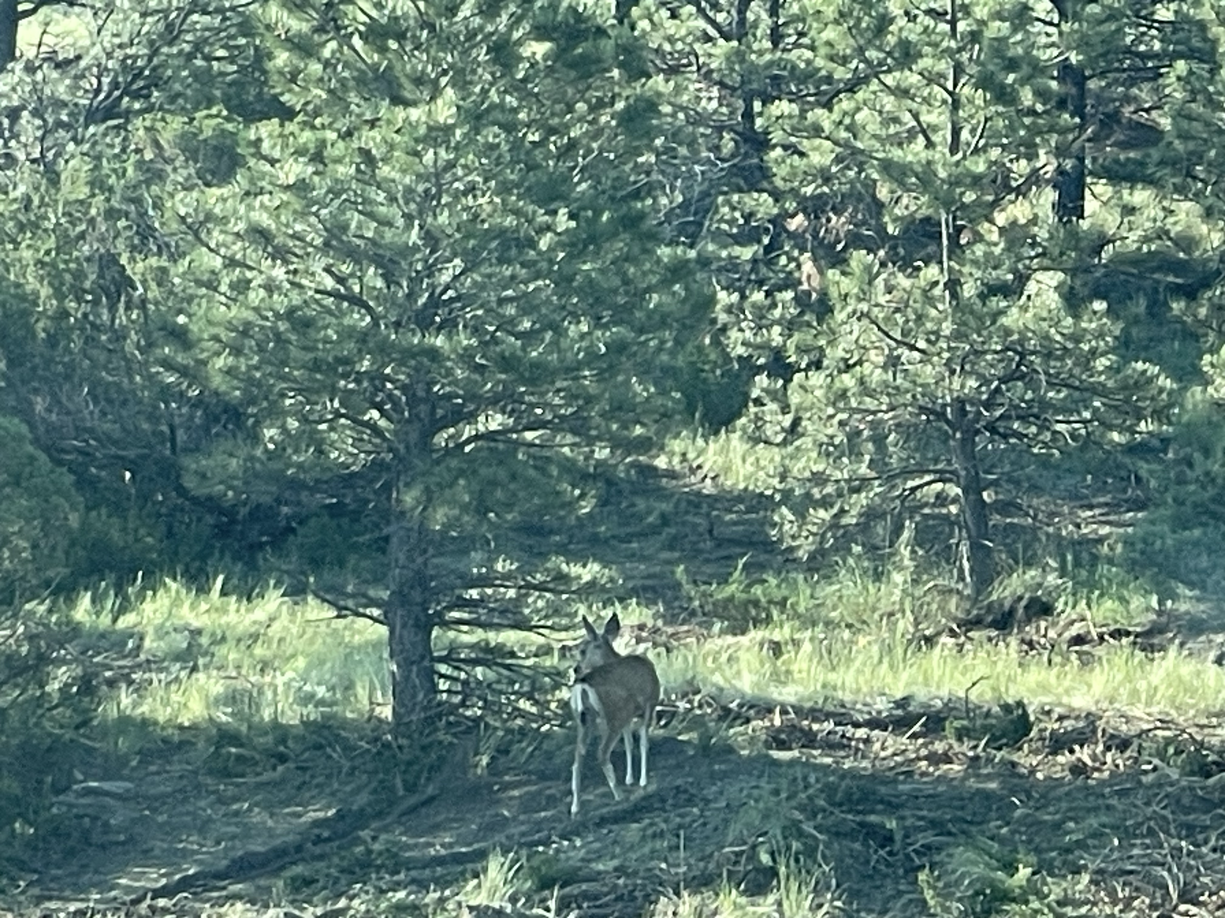 It's always amazing to see the wildlife checking out the newly thinned areas. We are always conscientious about leaving "wildlife islands" in our projects which are smaller areas of untouched forest where wildlife can quickly hide if they perceive th