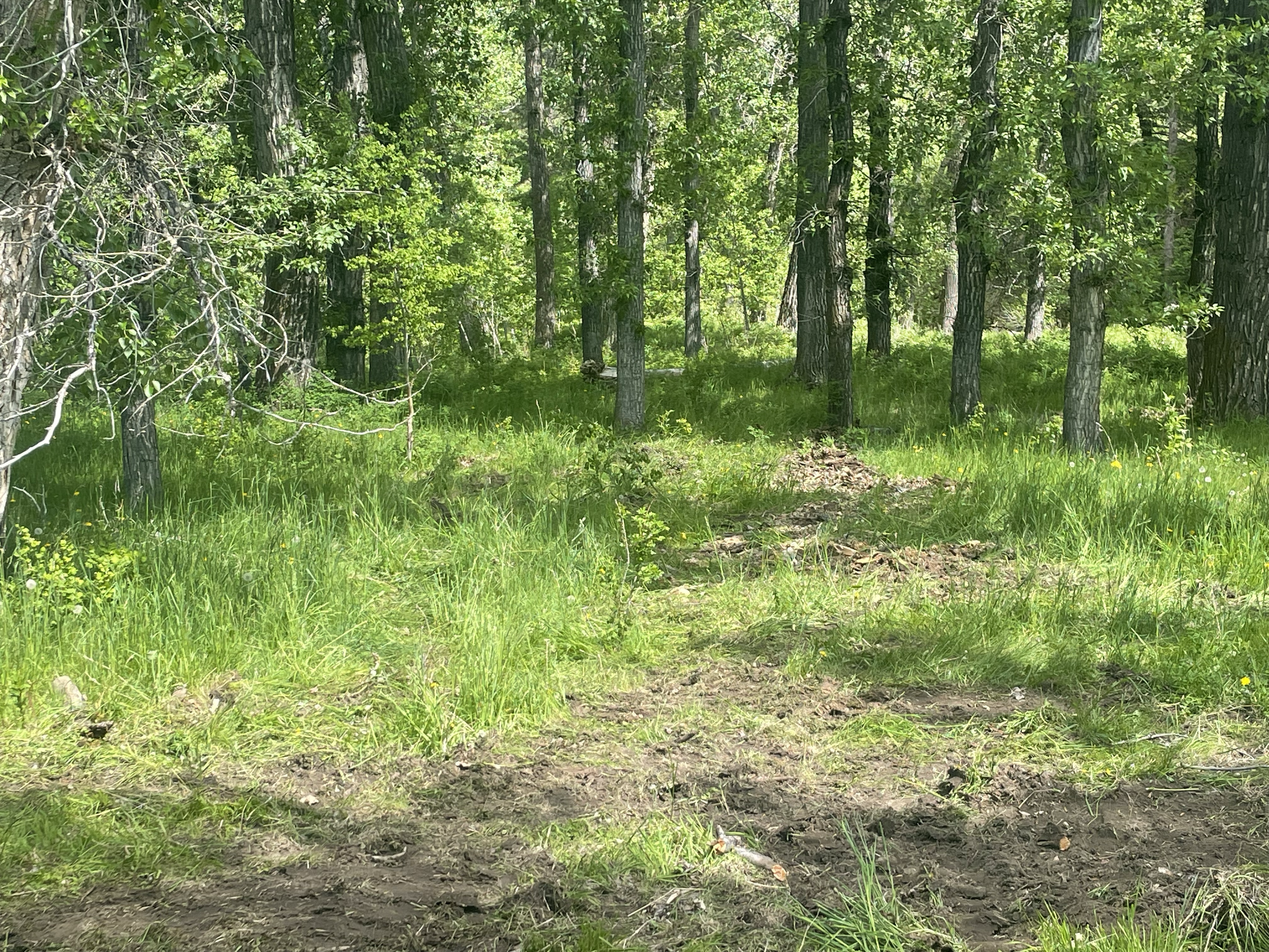 Where broken limbs and trunks once sat, now dirt and grass remain. 