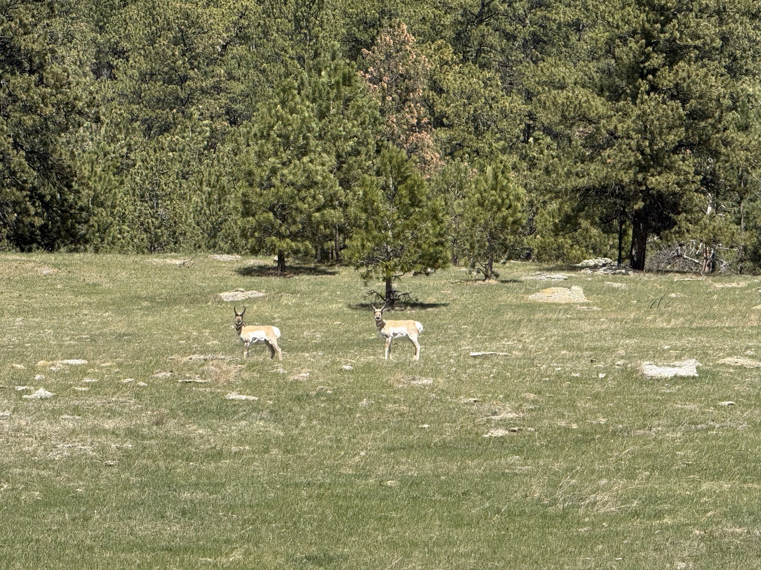 We love working along side wildlife. This project was visited daily with antelope and elk, as well as turkey. They are not bothered by the activity. We'd come back to the job site in the morning and see fresh sign of Elk walking through.