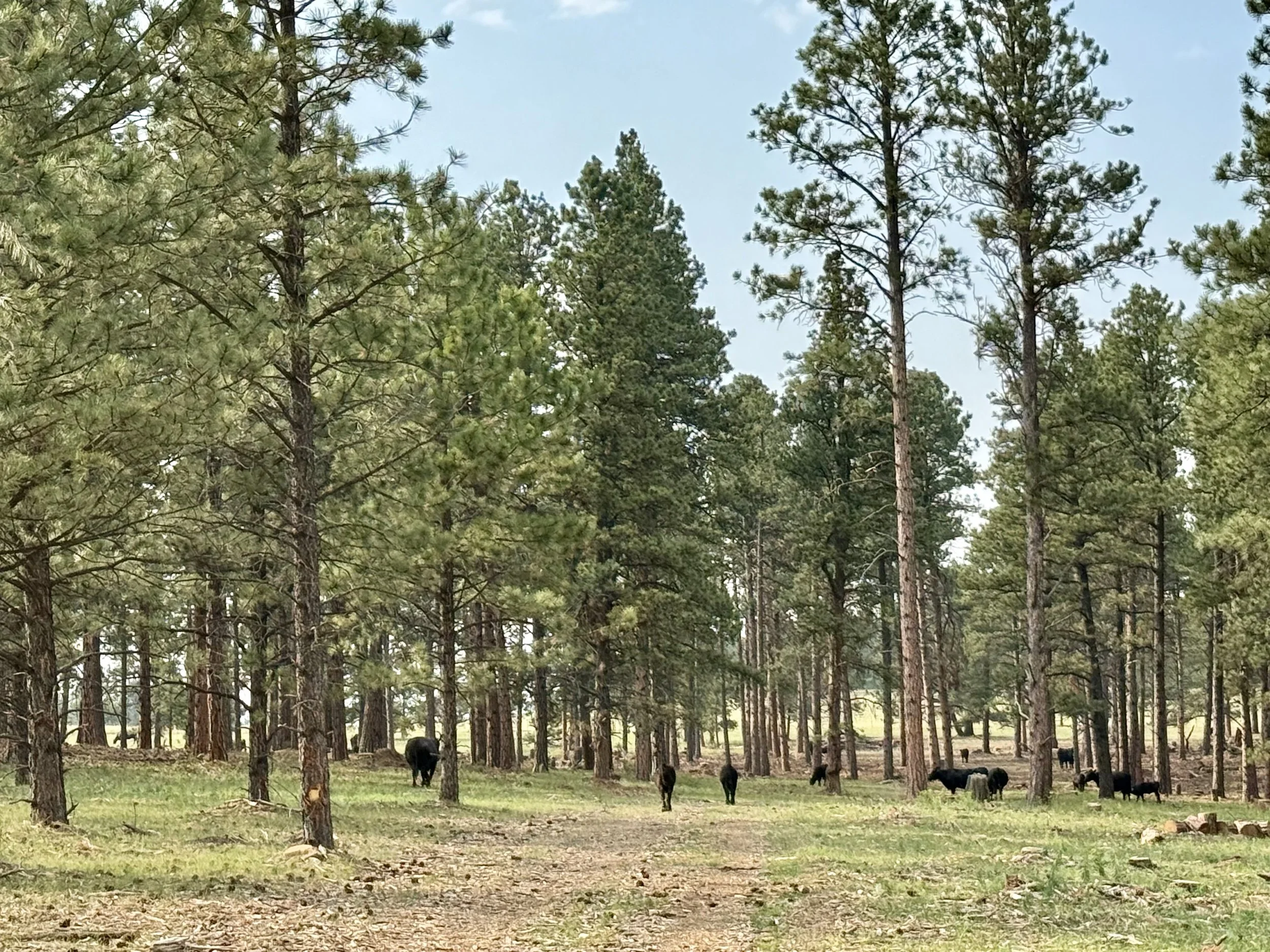 This unit was completed in May. You can see green grass is already coming up and the cows are loving it.