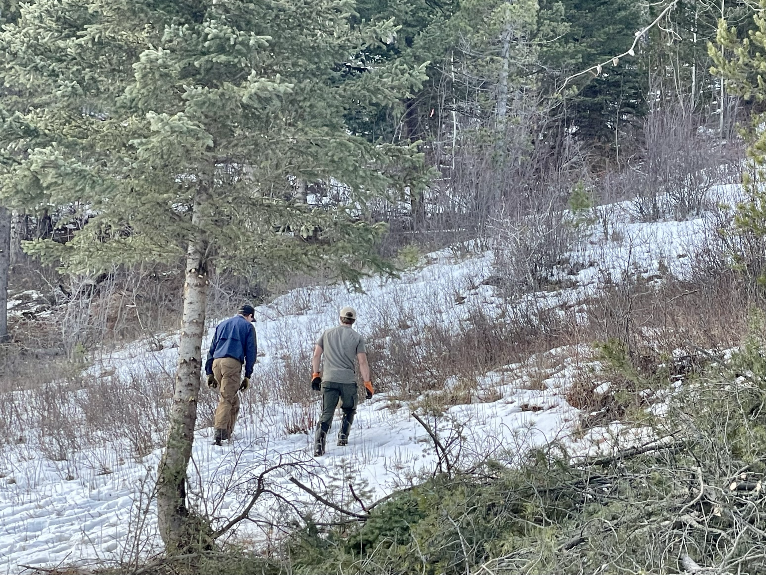 Jeff and Dakota walking back up to haul more limbs down for the mulching pile.