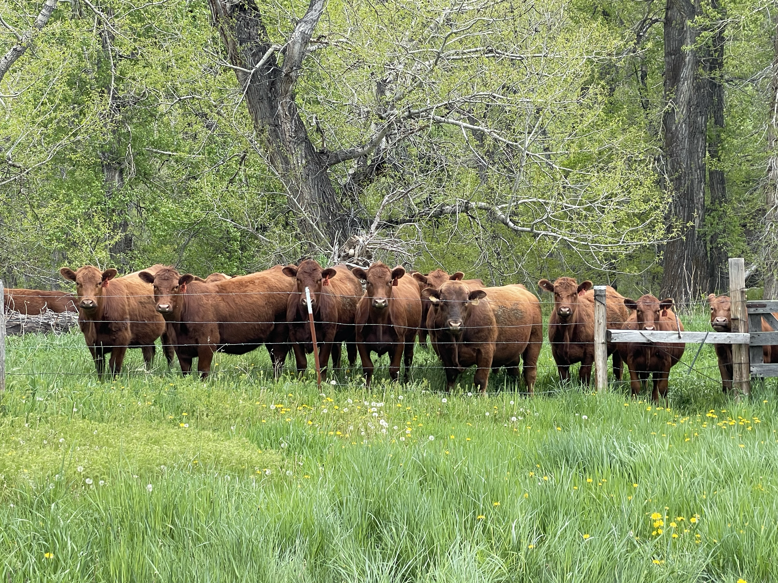 Many times our clients enjoy watching us work and experiencing the transformation in real time. In this case, our "audience" was much more judgmental. 