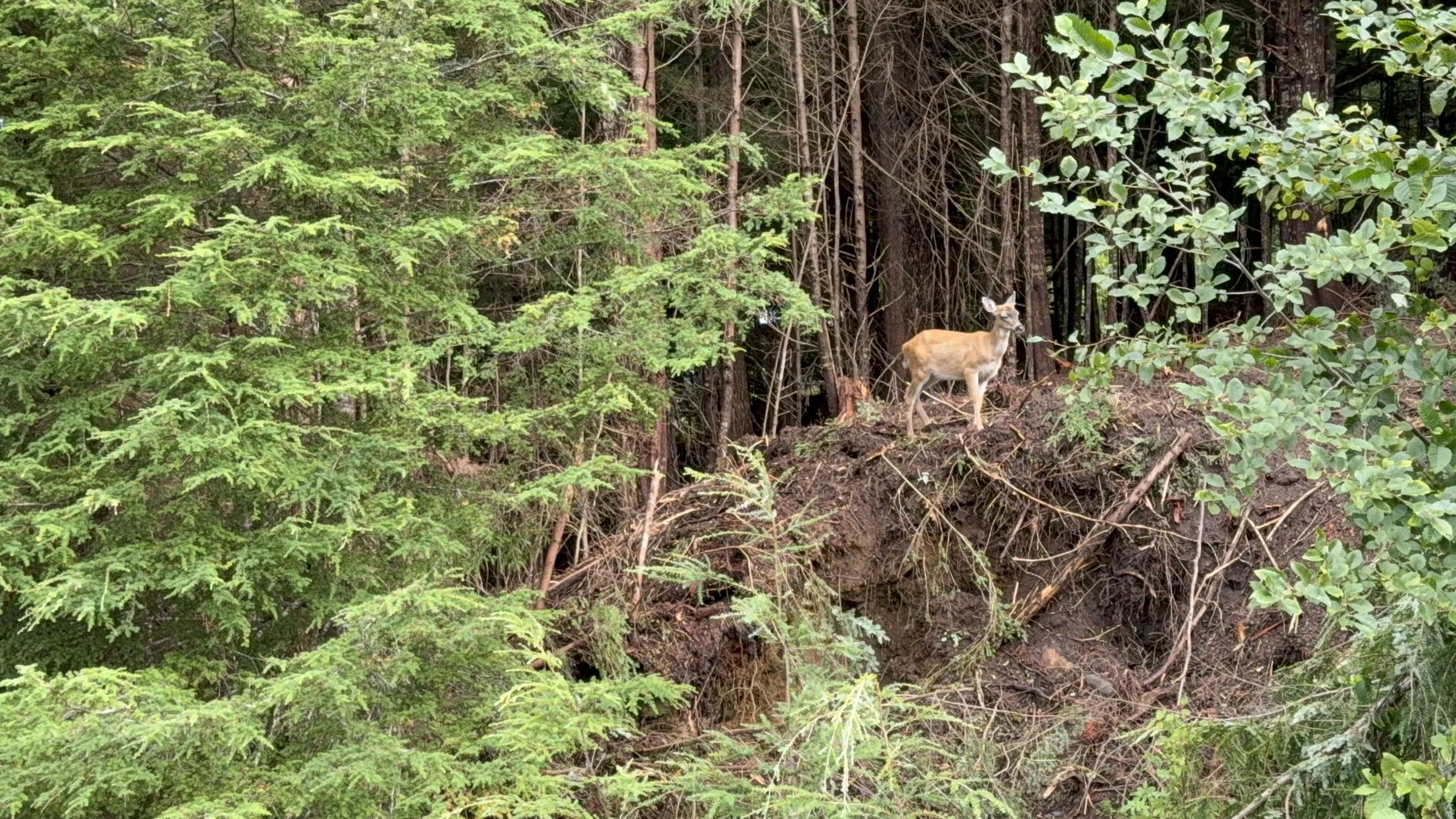 The local wildlife enjoying the open forest after Jeff completed work in the area.