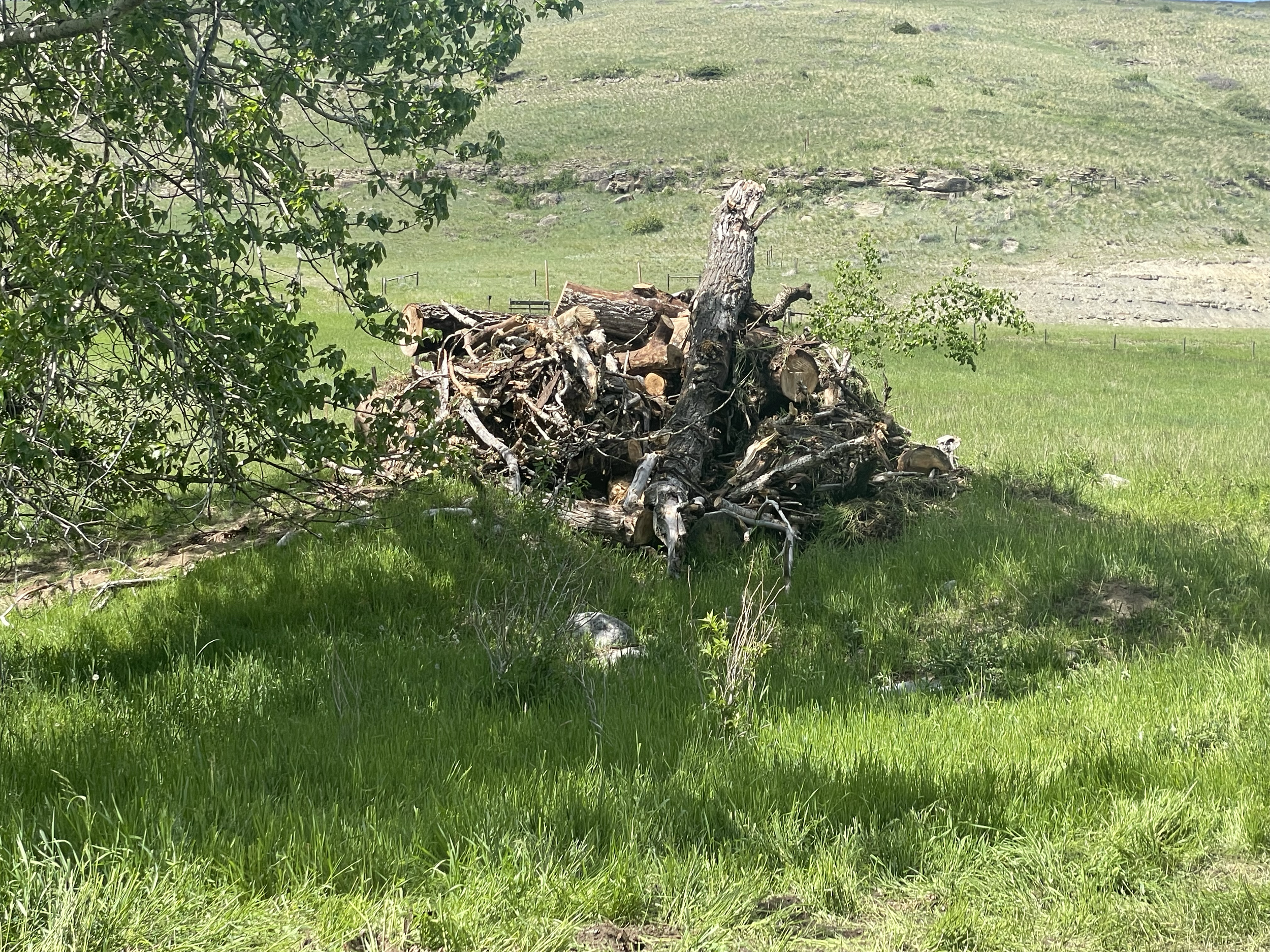 Depending on the client's needs, we may burn or mulch the unwanted wood. In this case, the client wanted the wood piled up for future purposes. 
