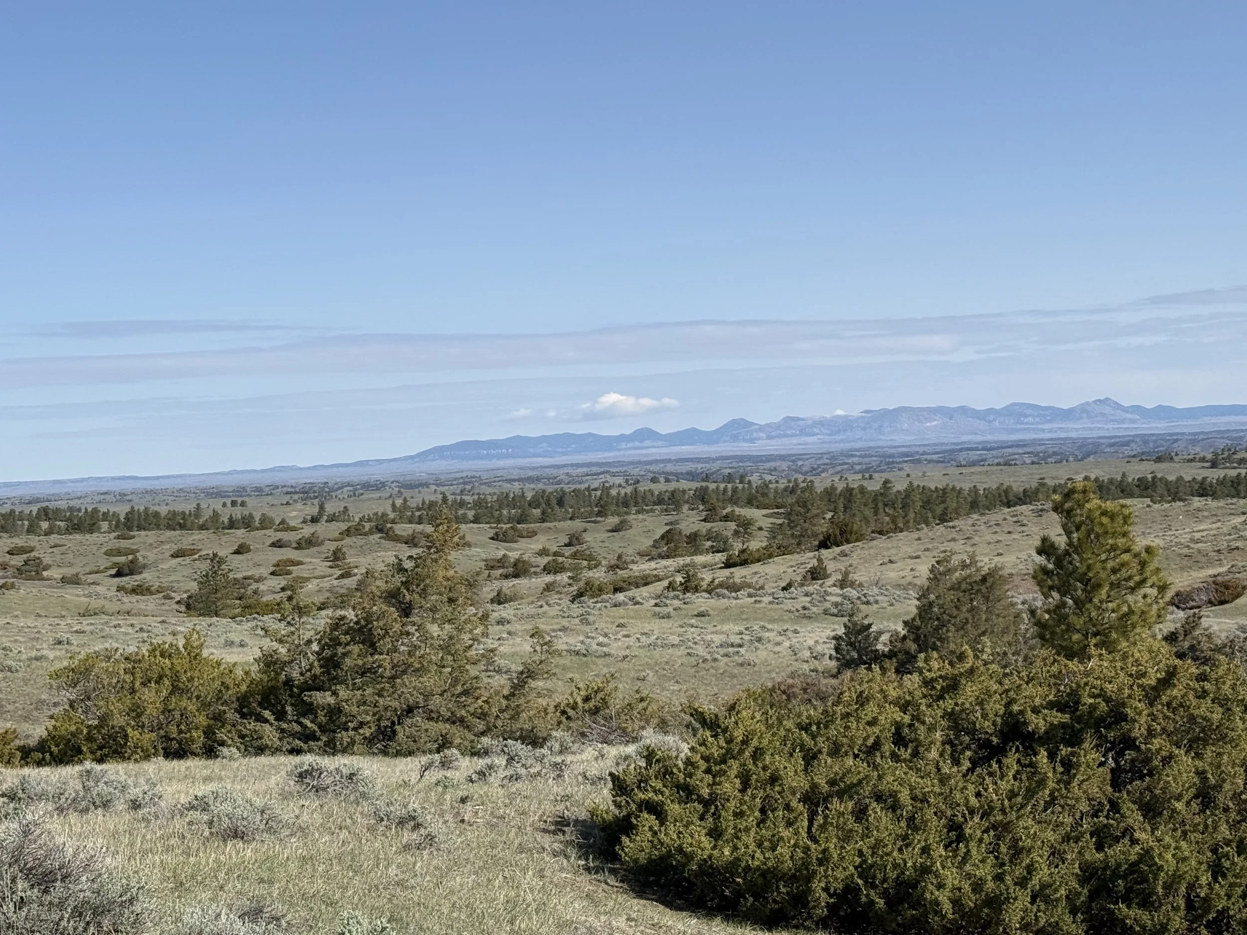 In this project, the goal was to clear out the Juniper. Straight mastication work for days on end.