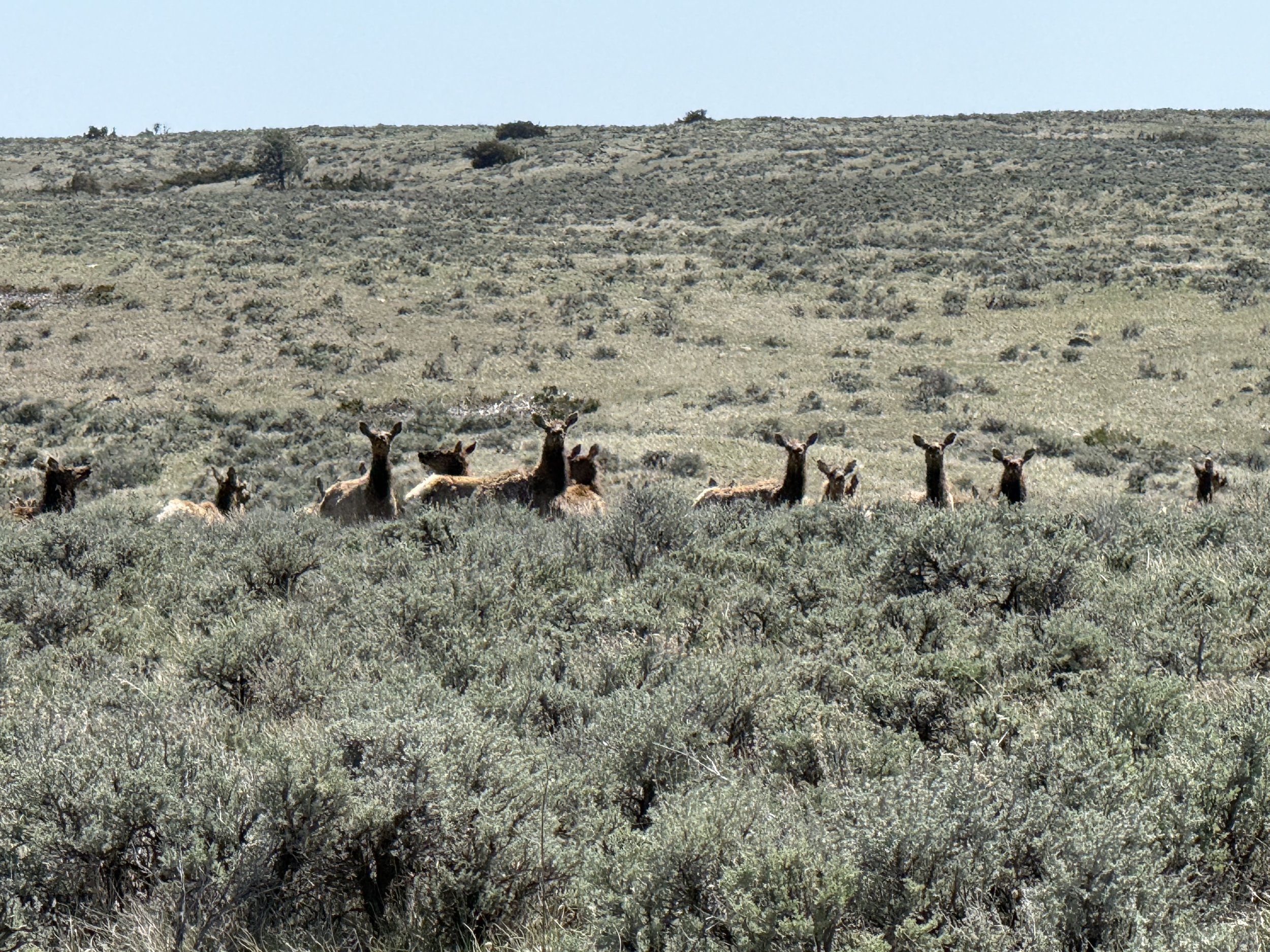 This herd of Elk hung around while we worked. Unbothered.