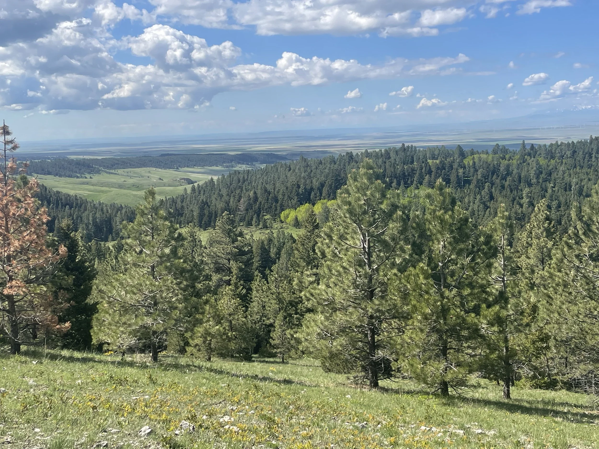 Snowy Mountains Montana 2025