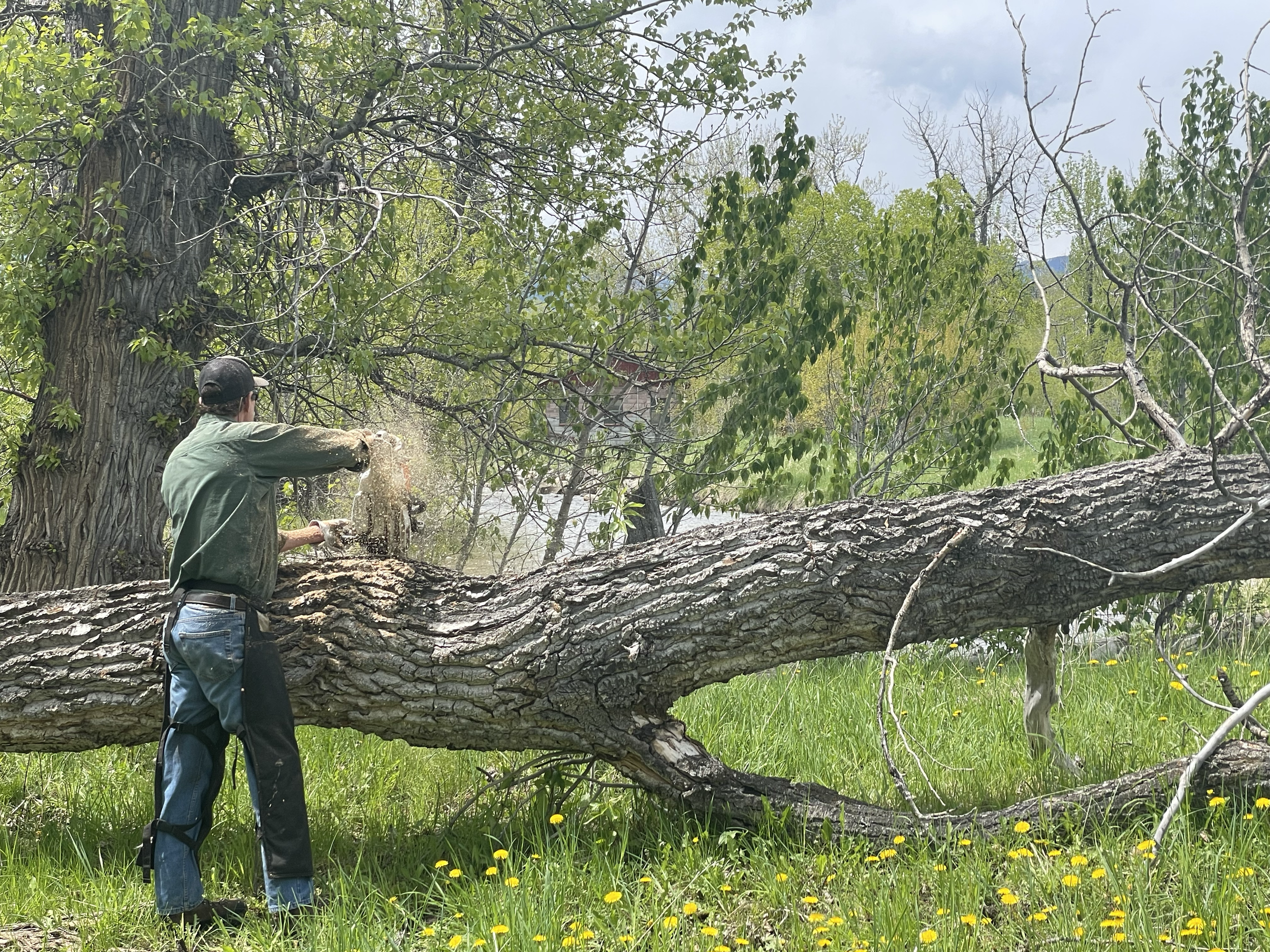 Jeff made quick work of that tree.