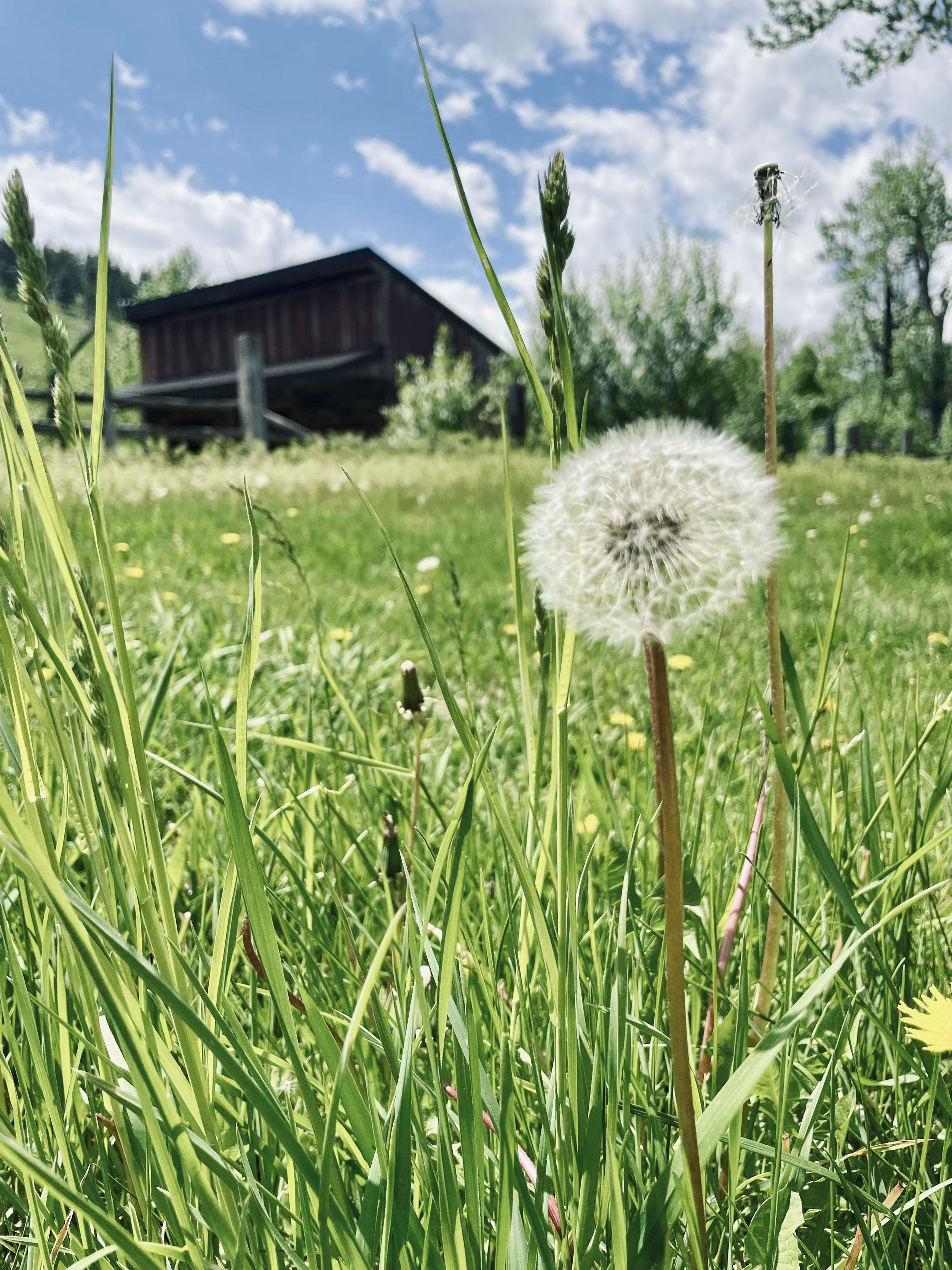 The old barn was a testament to simpler times and warm summer evenings.