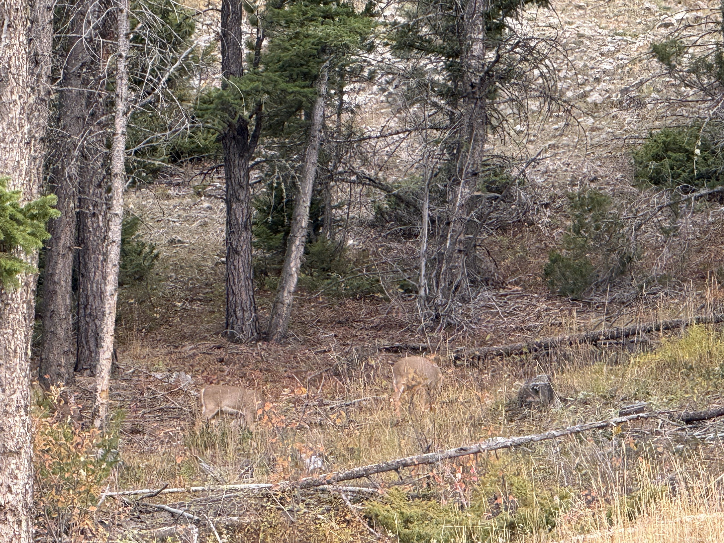 It is amazing to see how quickly the wildlife congregate in areas we treated. Very satisfying to see a plan come to life before your eyes.