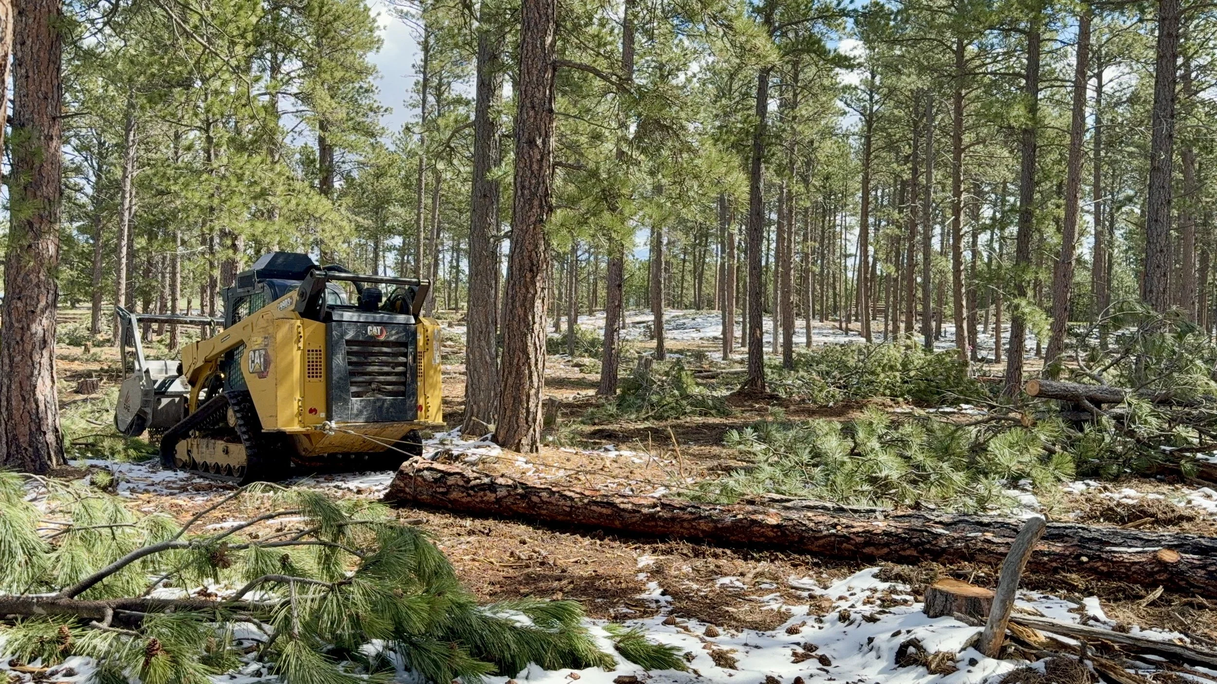 Once the trees are felled, we skid them out of the work area.