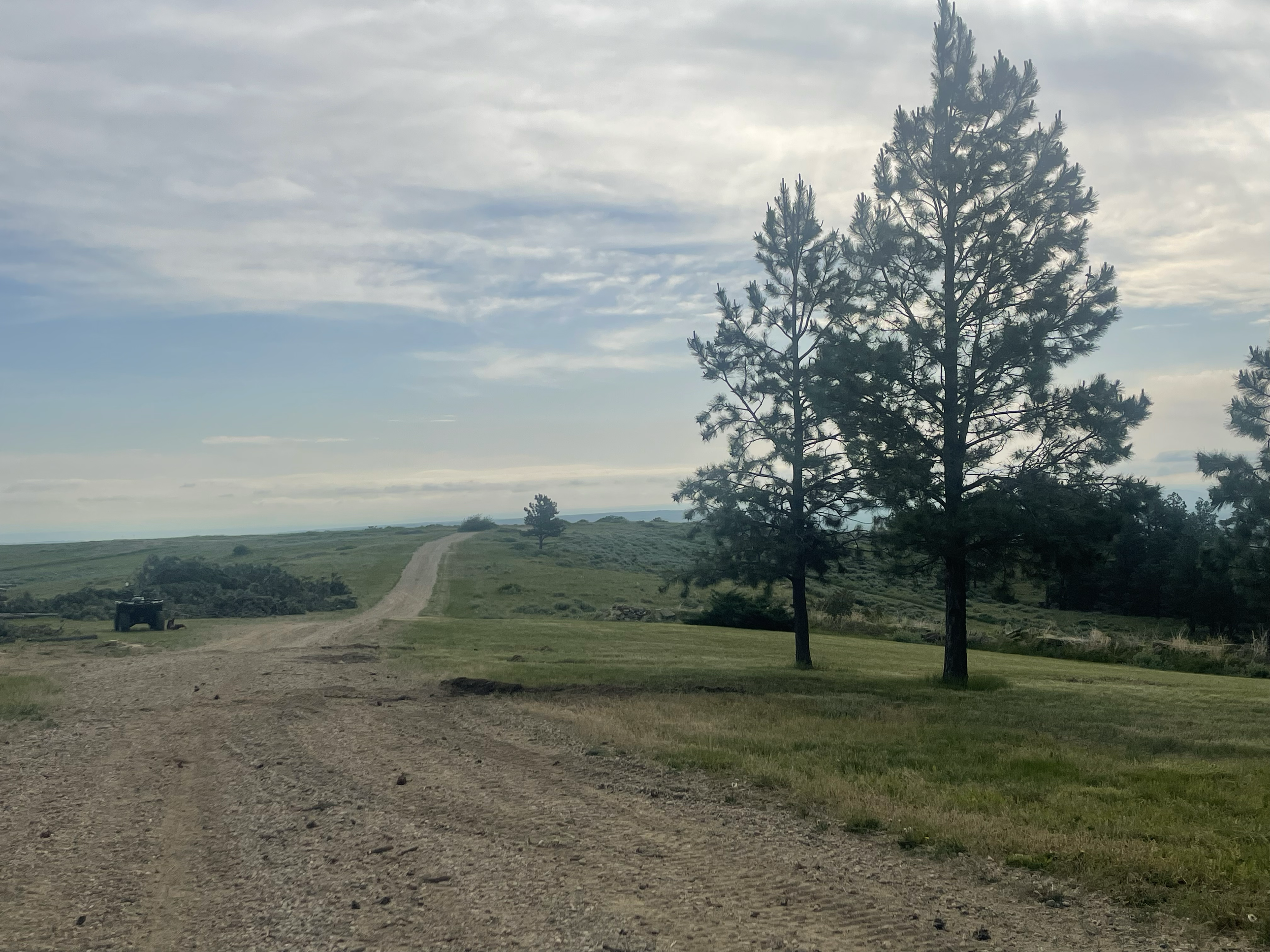 In addition to the trees removed for fire prevention, there were a few that were just plain in the way. Once we finished, our clients had a nice open driveway into their home- just the way they wanted. This is the "before" photo.