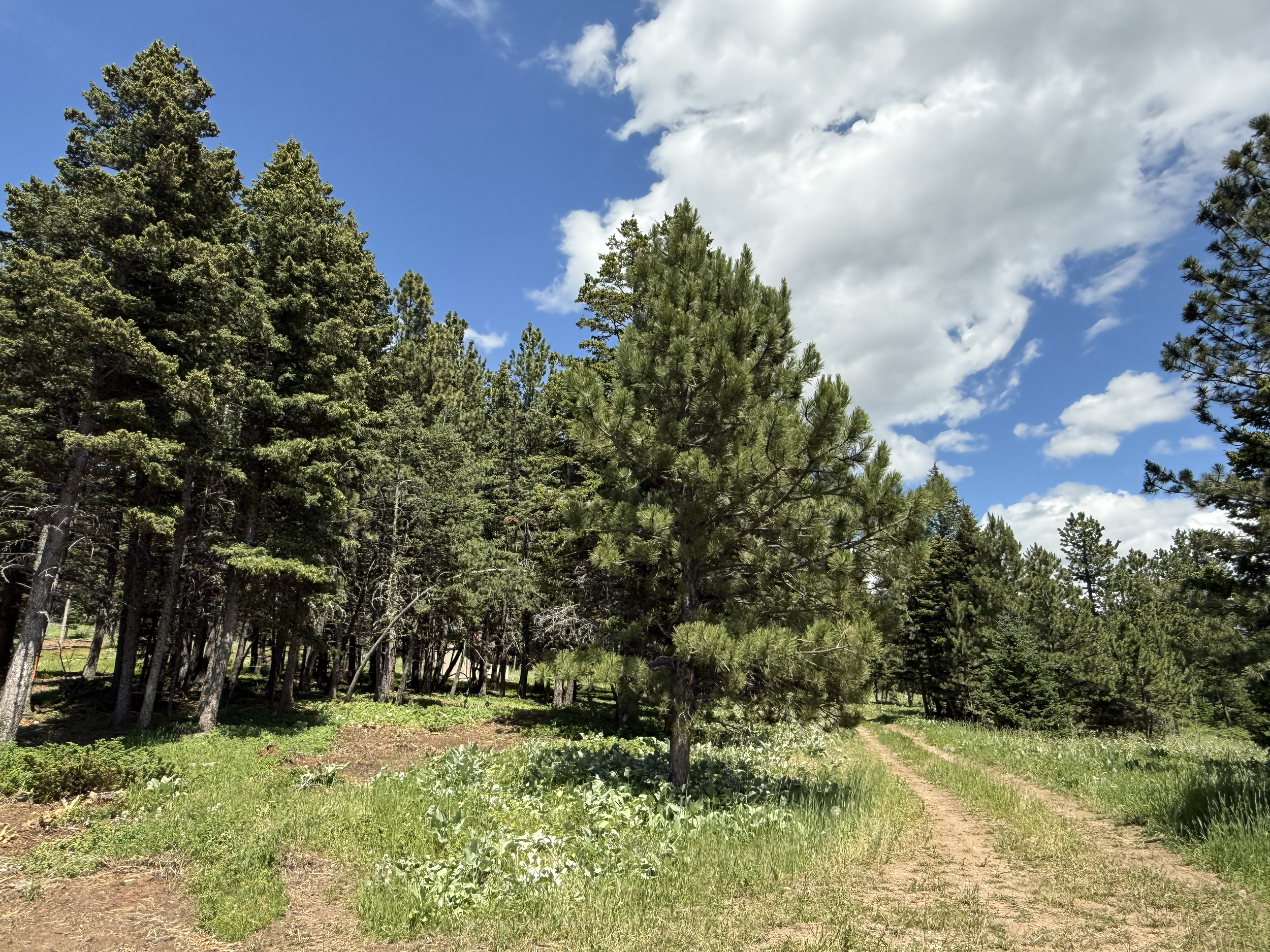 While beautiful, the forest on this property was ultra thick in areas.