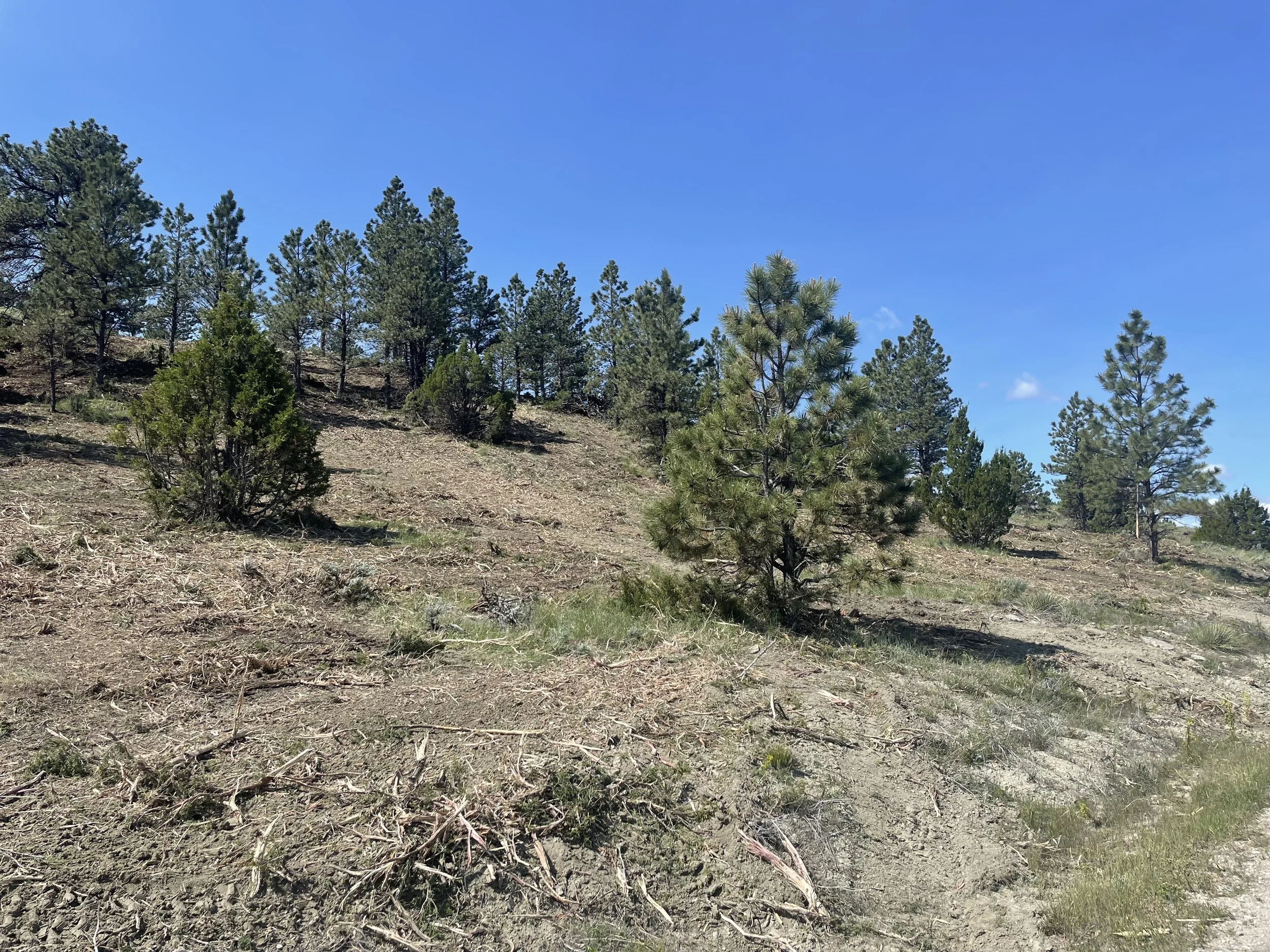 Country Road, Montana, 2025