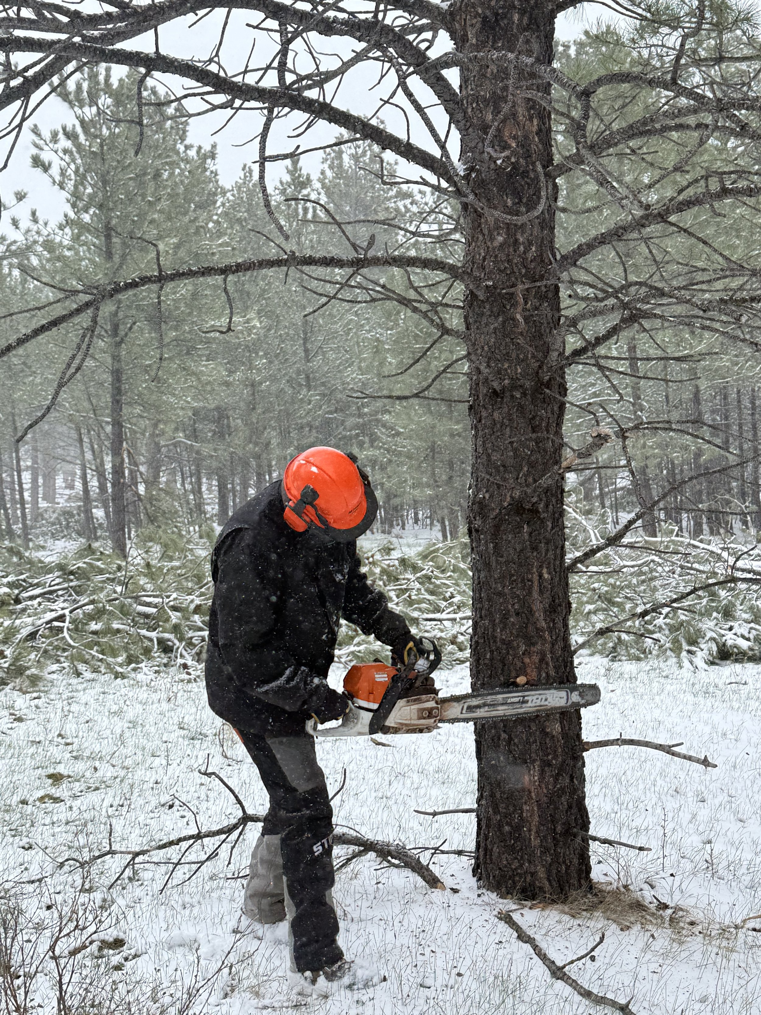 The first unit of this project required significant treatment including landfalling, skidding, decking, and masticating. Here Jeff is preparing to fell a tree.