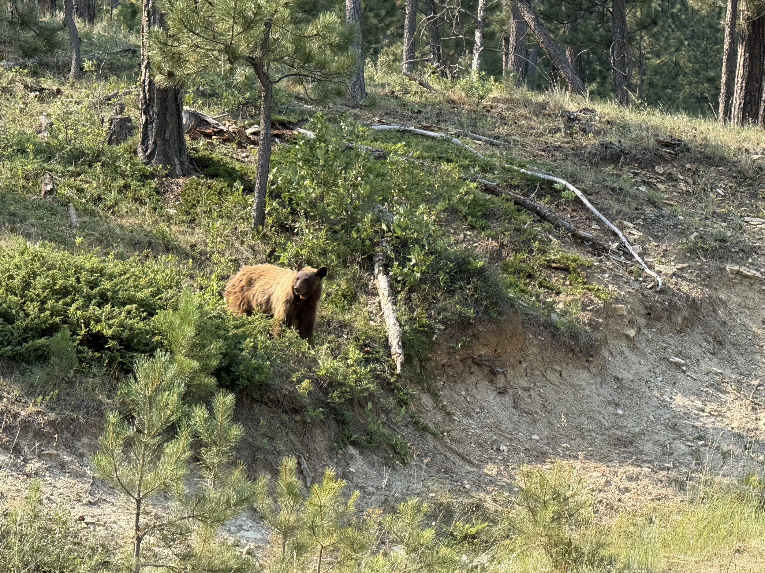 July's work required an appreciation for wildlife of all kinds. This mom and her 2 cubs were seen multiple times while we worked in the project area.