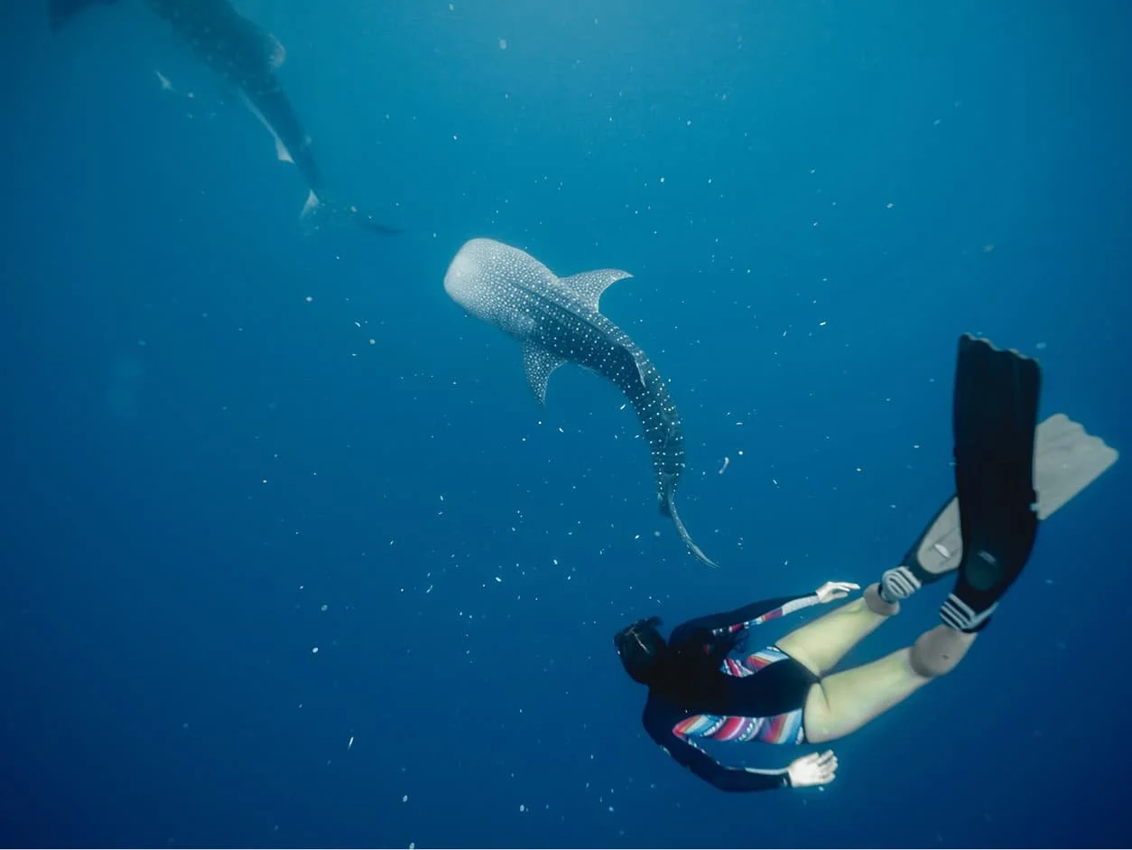 guest-feedback-snorkeling-zodiac-wildlife (1).jpg