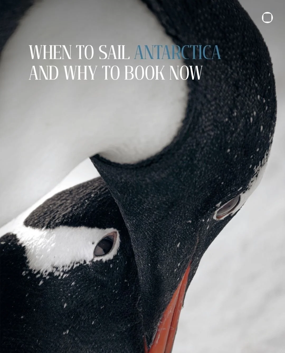 Antarctica is the only continent you can&rsquo;t simply visit whenever you like. The window is narrow, roughly late October to March. Within those five months, though, the experience changes dramatically from week to week.

Come in November and you&l