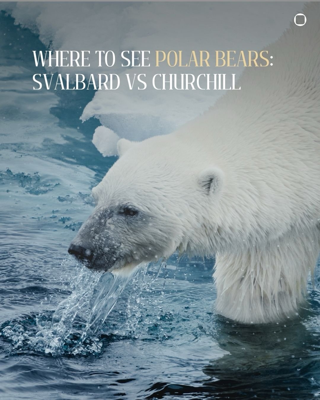 The polar bear is the great icon of the Arctic, and seeing one in the wild is a dream for any traveller. But where to go? Two destinations stand above all others, and they could hardly be more different.

Svalbard, high in the Norwegian Arctic, is a 