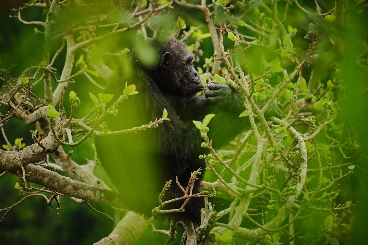 Virunga Gorilla Safari (5 Days)