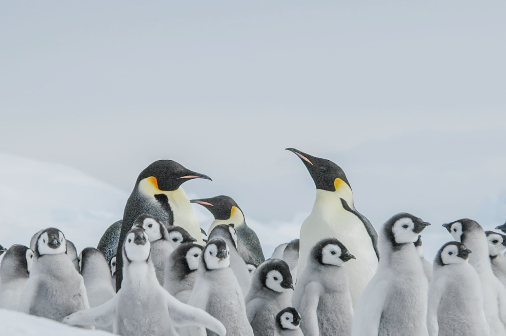 emperor penguin.webp