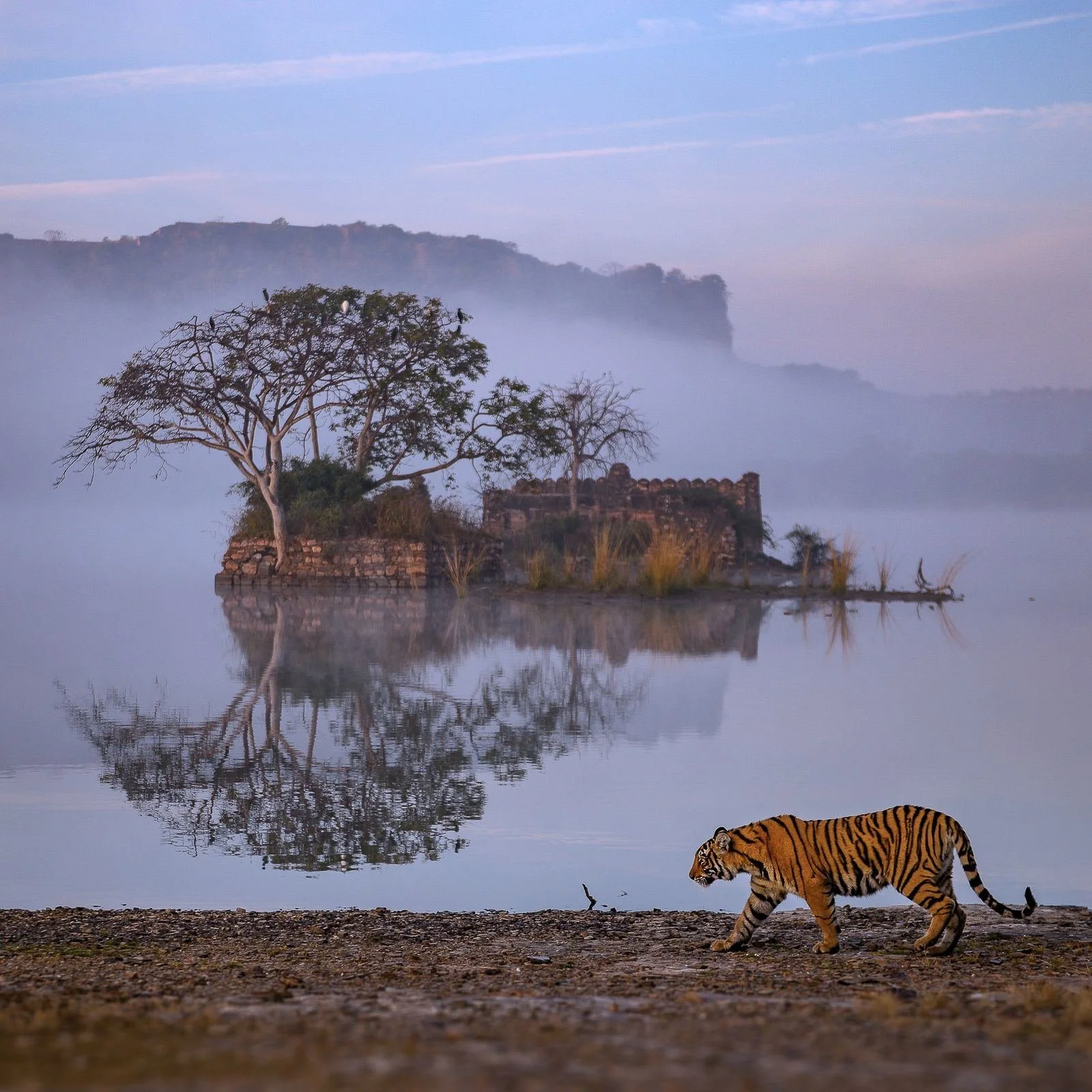 Ranthambore: The Reign of the Tiger (From 4 Days)