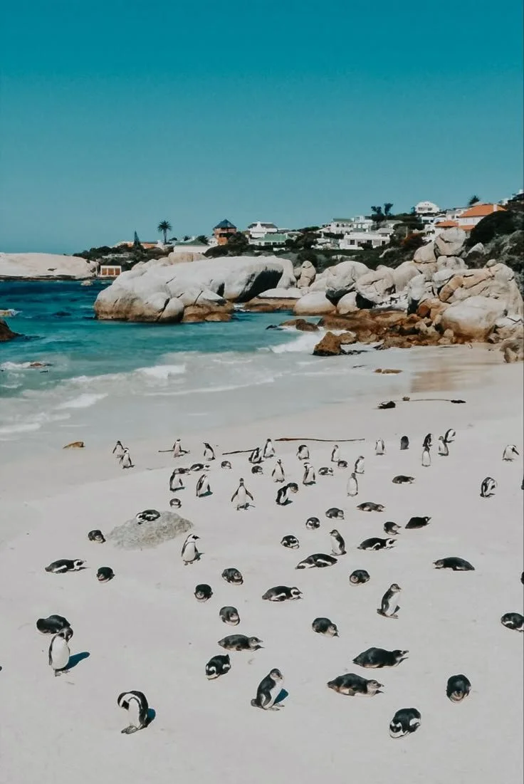 Boulders Beach, Simons Town