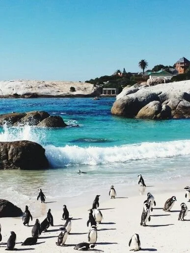 boulders beach,  south africa.jpg