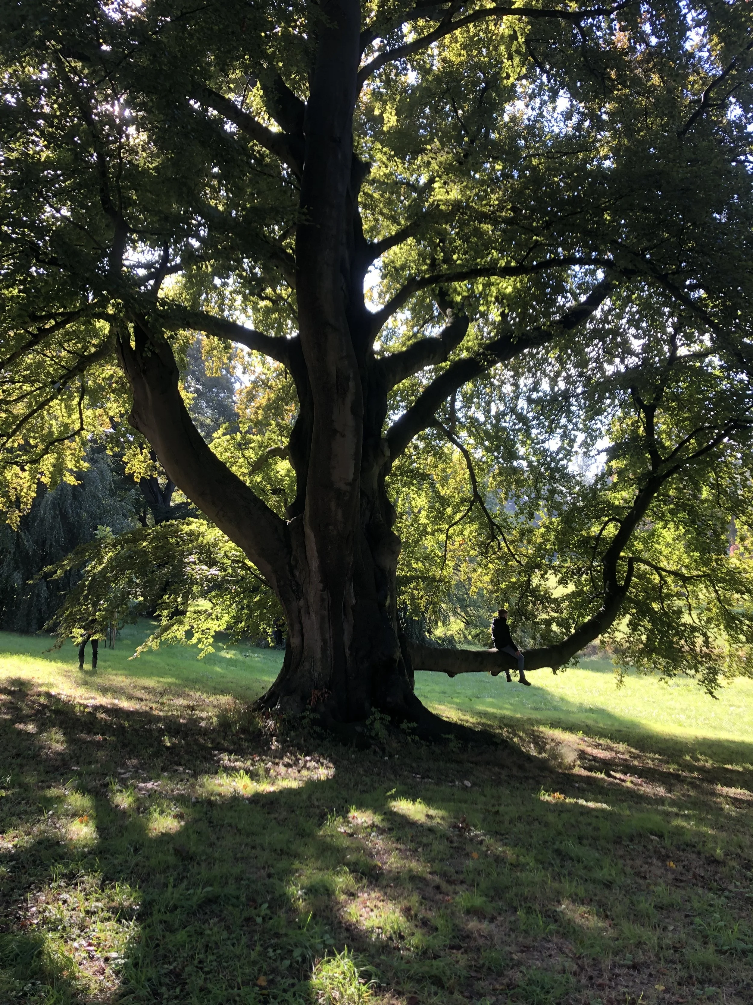 Boomverzorger in parktuin