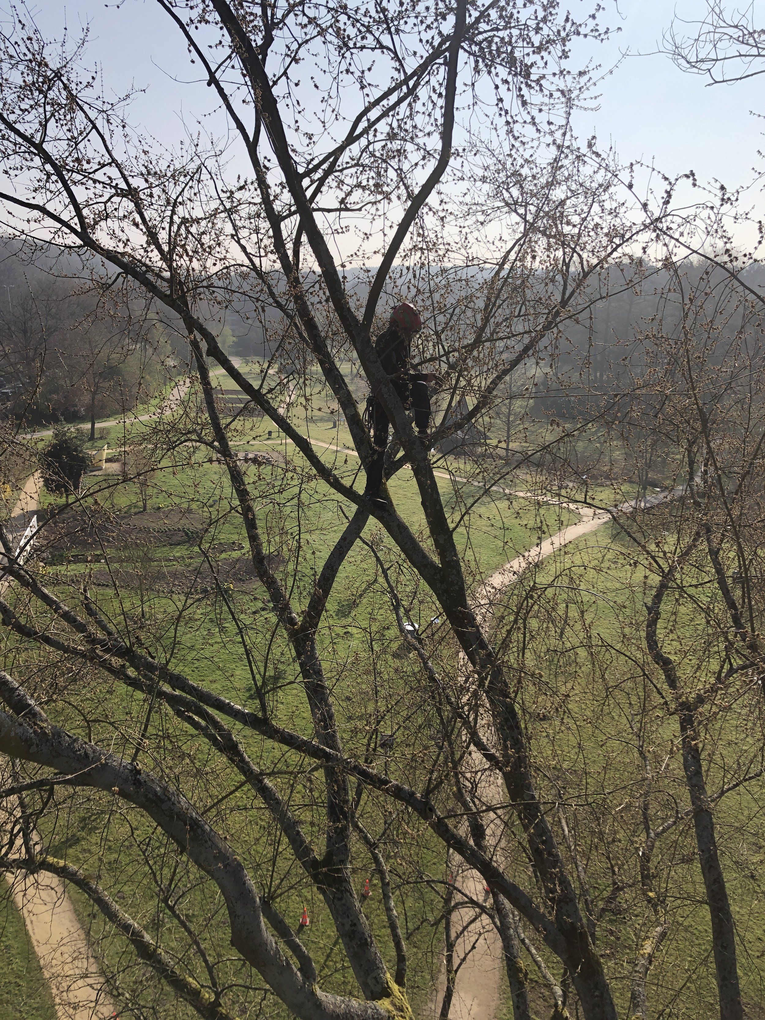 Specialisatie in het snoeien van bomen.