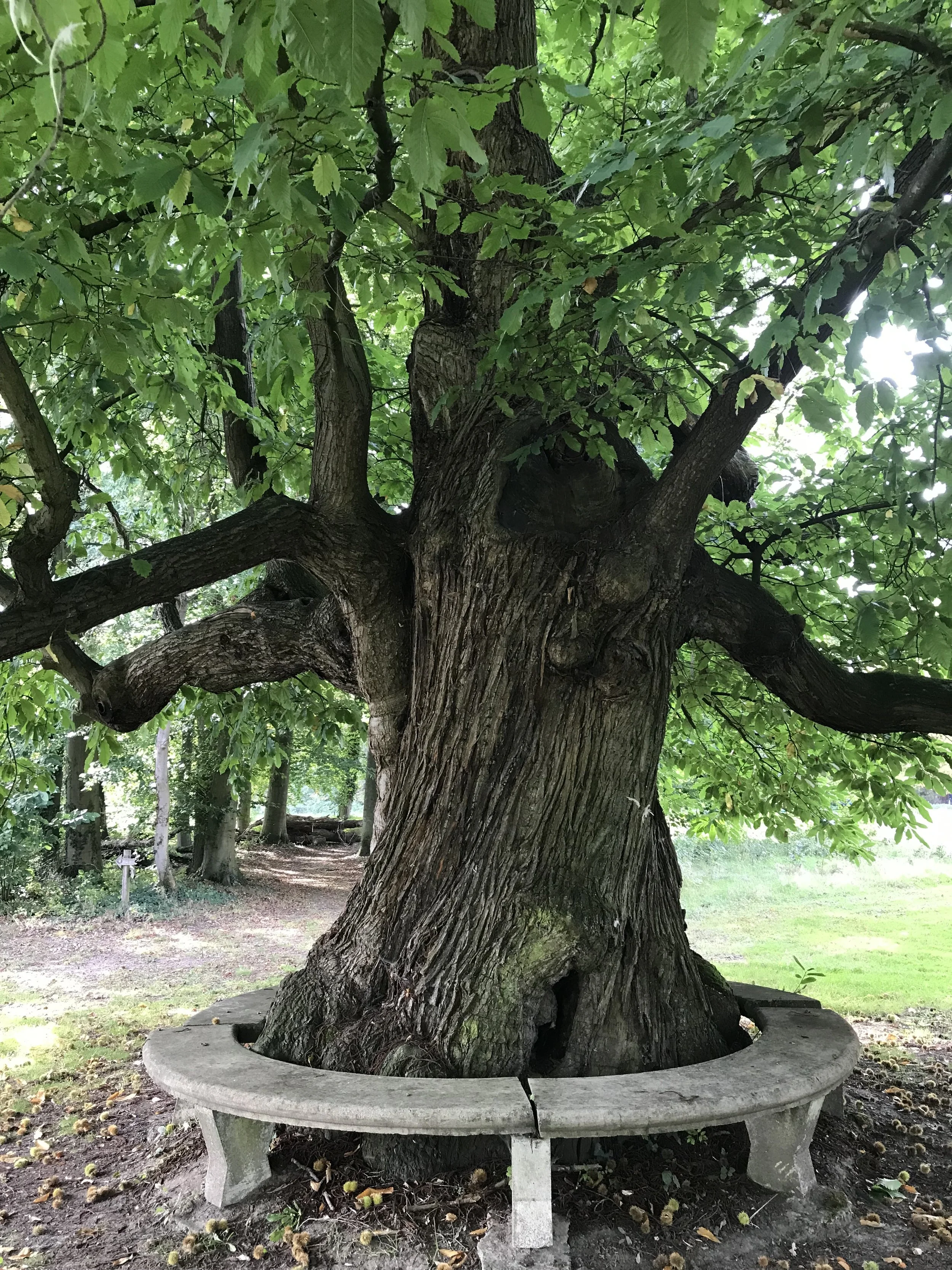 Groeiplaats van een oude boom