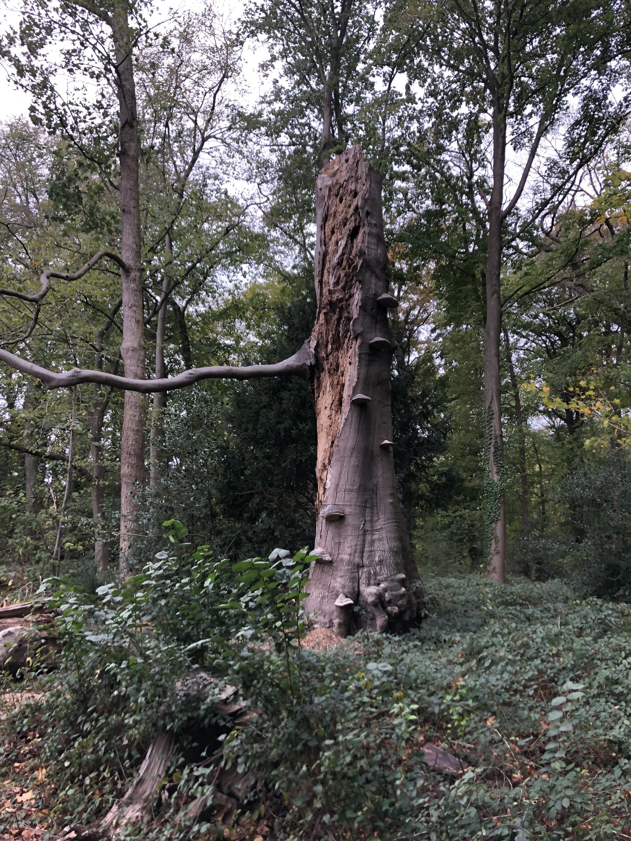 Gecontroleerd afsterven van een beuk