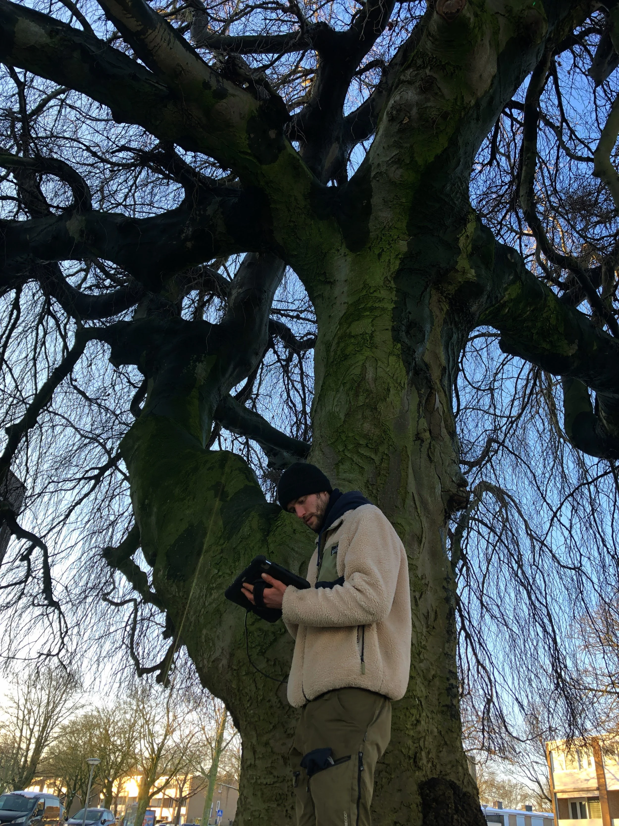 Veiligheidscontrole van geïnventariseerd bomenbestand
