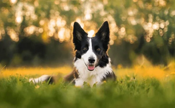 LE BORDER COLLIE