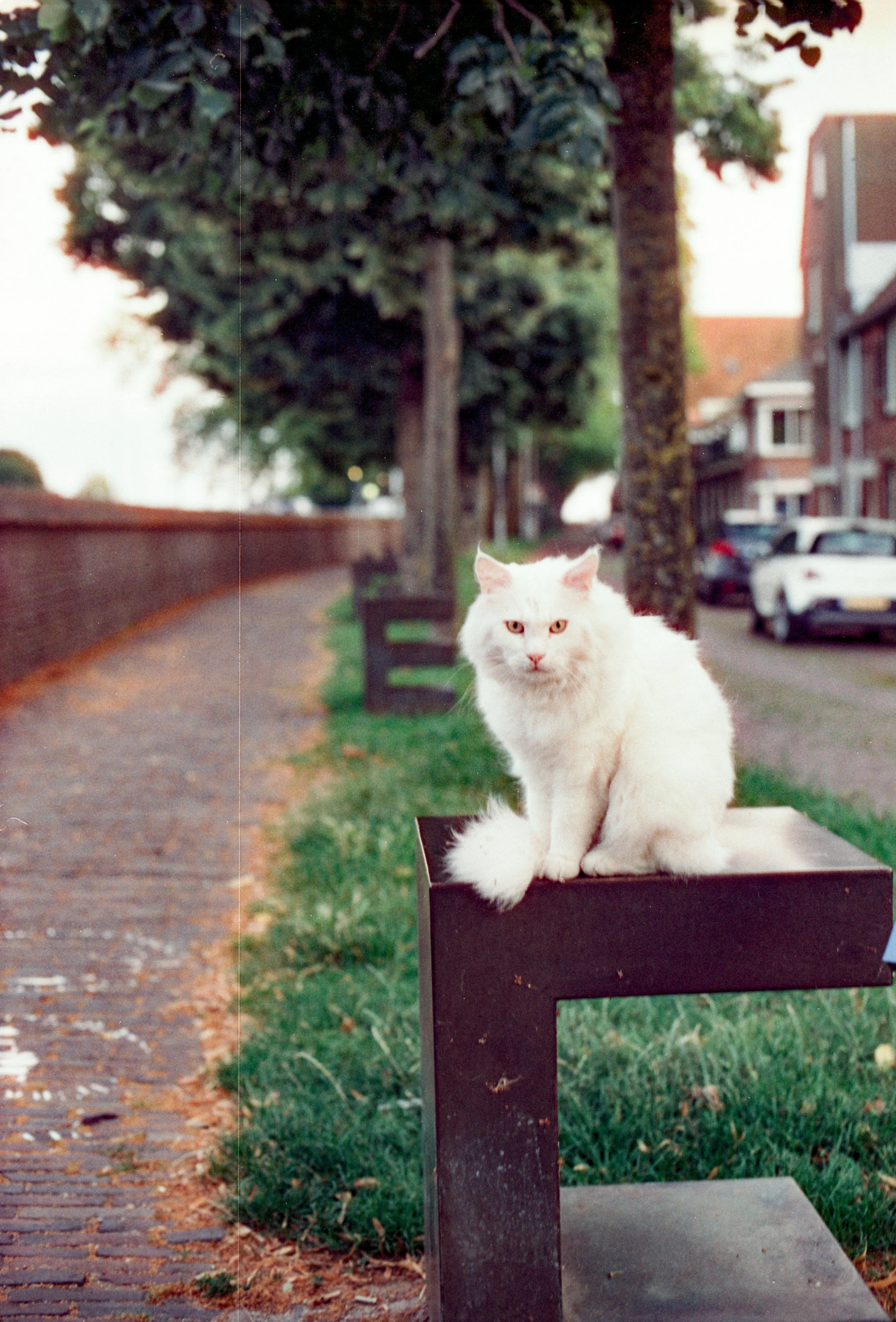 Kodak Gold Juni 2025-62.jpg