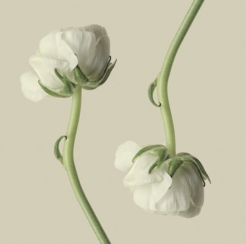 Monthly subscription - Hire