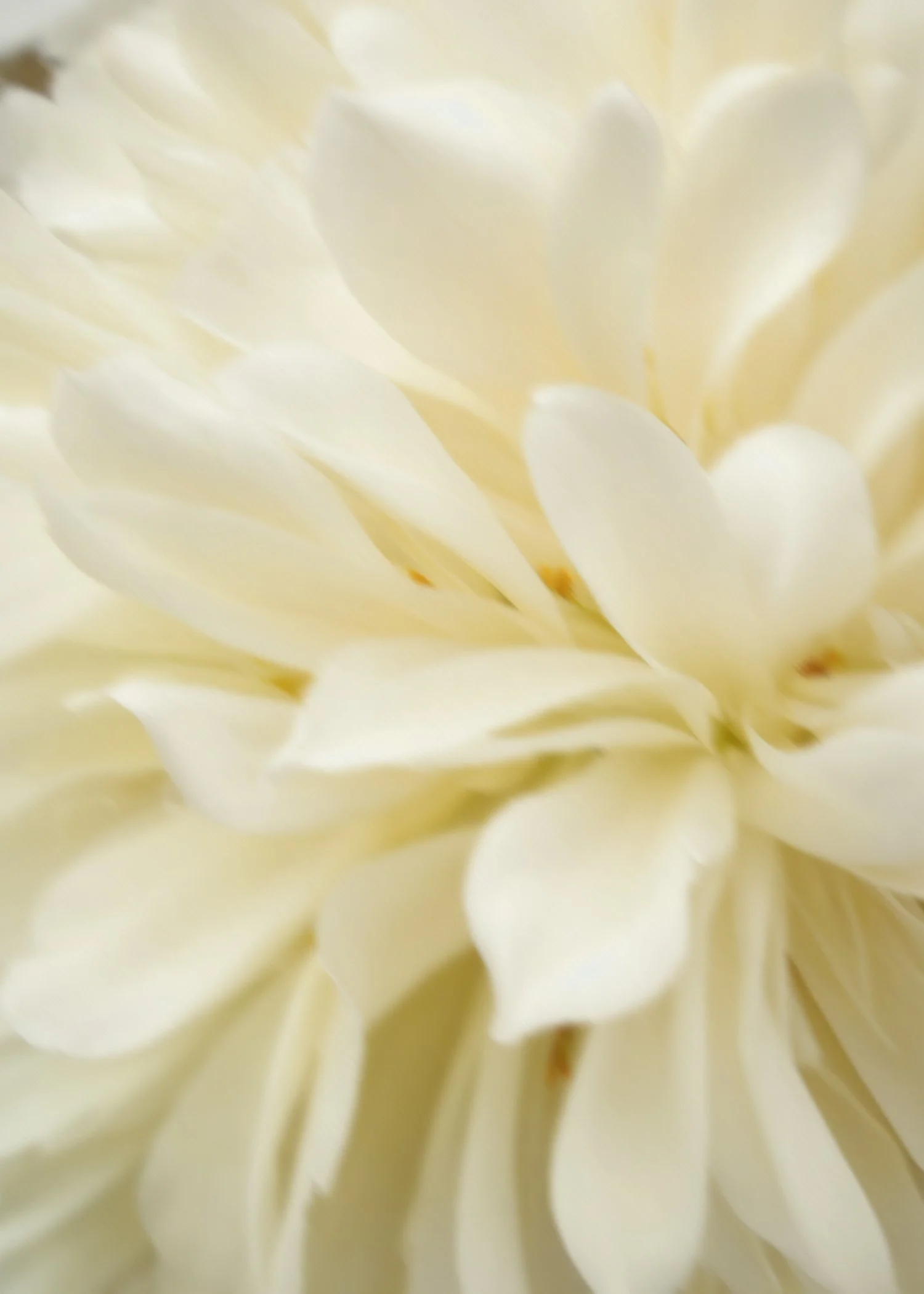 FLOWER 2.jpg