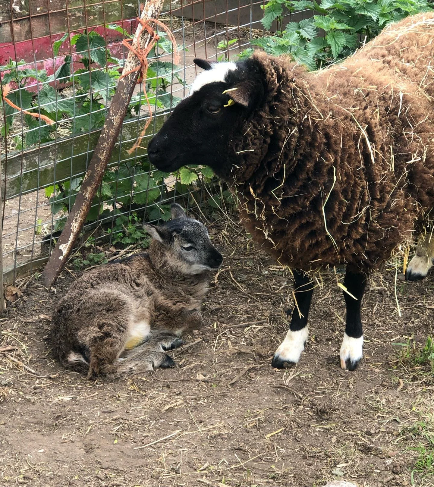 Such a great day off visiting baby lambs and cuddling goats @spitalfieldscityfarm 🥰🐏🐐