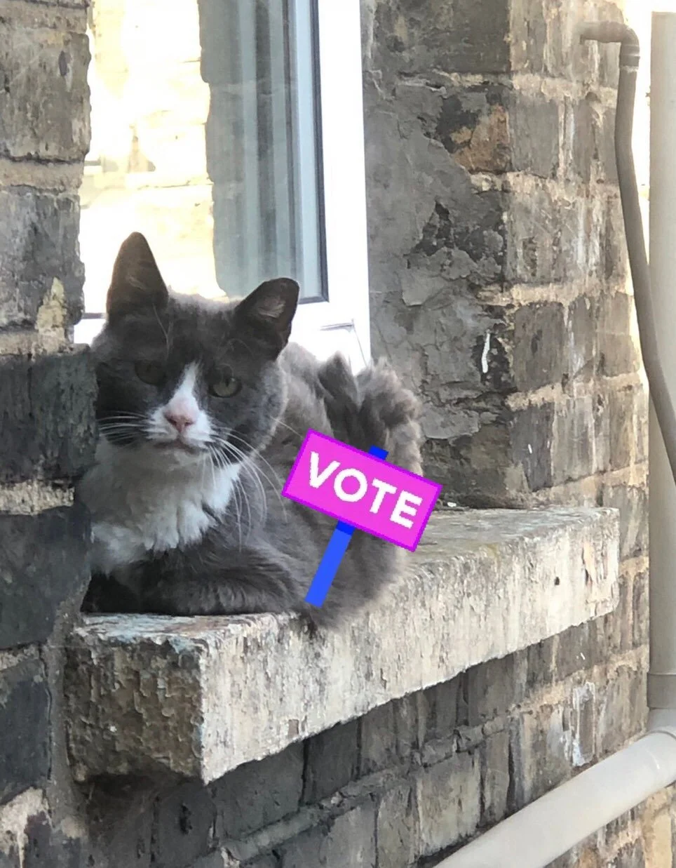 Be a savvy cat and have your say! 💚

#vote