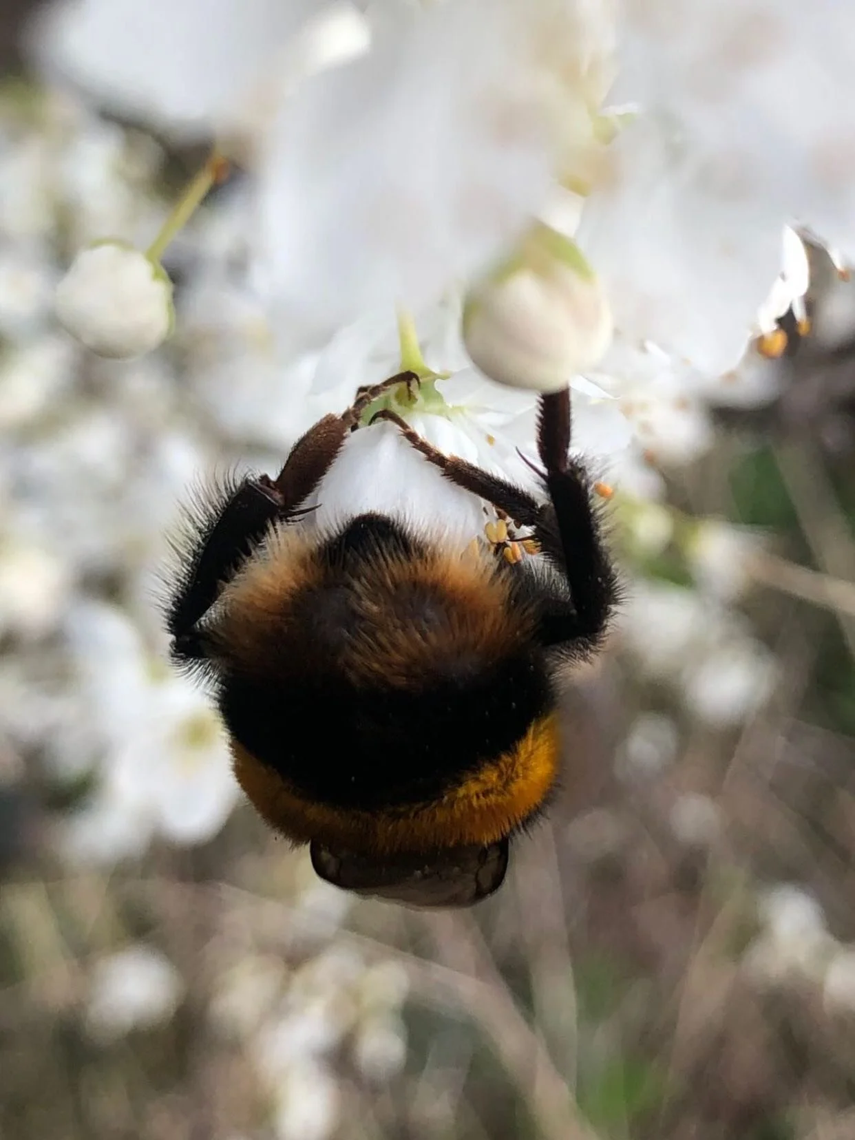 I found this chunky little bee on a walk one day, he was exhausted, barely moving, and clearly running on empty 🪫

I was nowhere near a place to get him sugar water, so I carried him carefully on a leaf until I found some juicy-looking flowers. Half