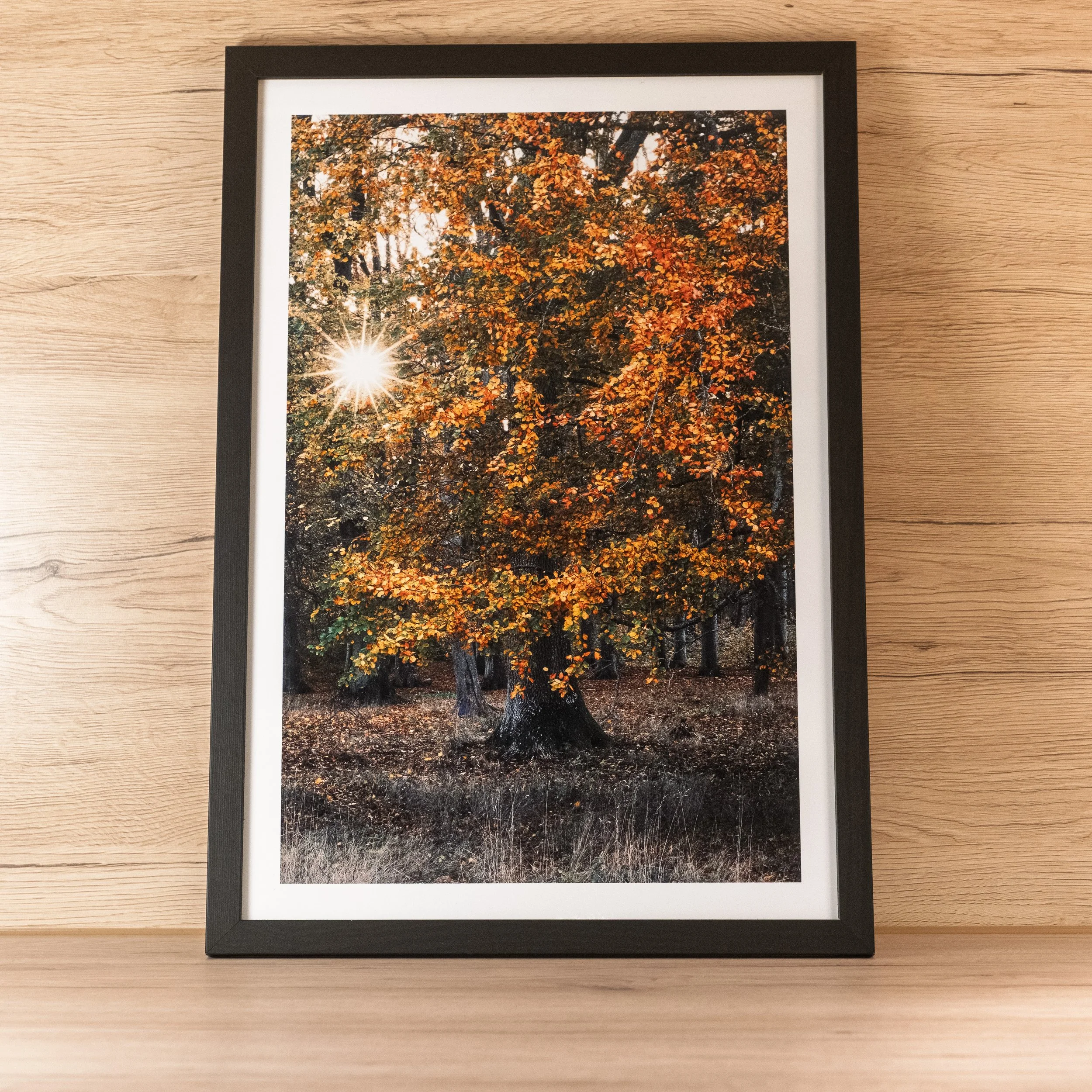 Solstjerne over Alby