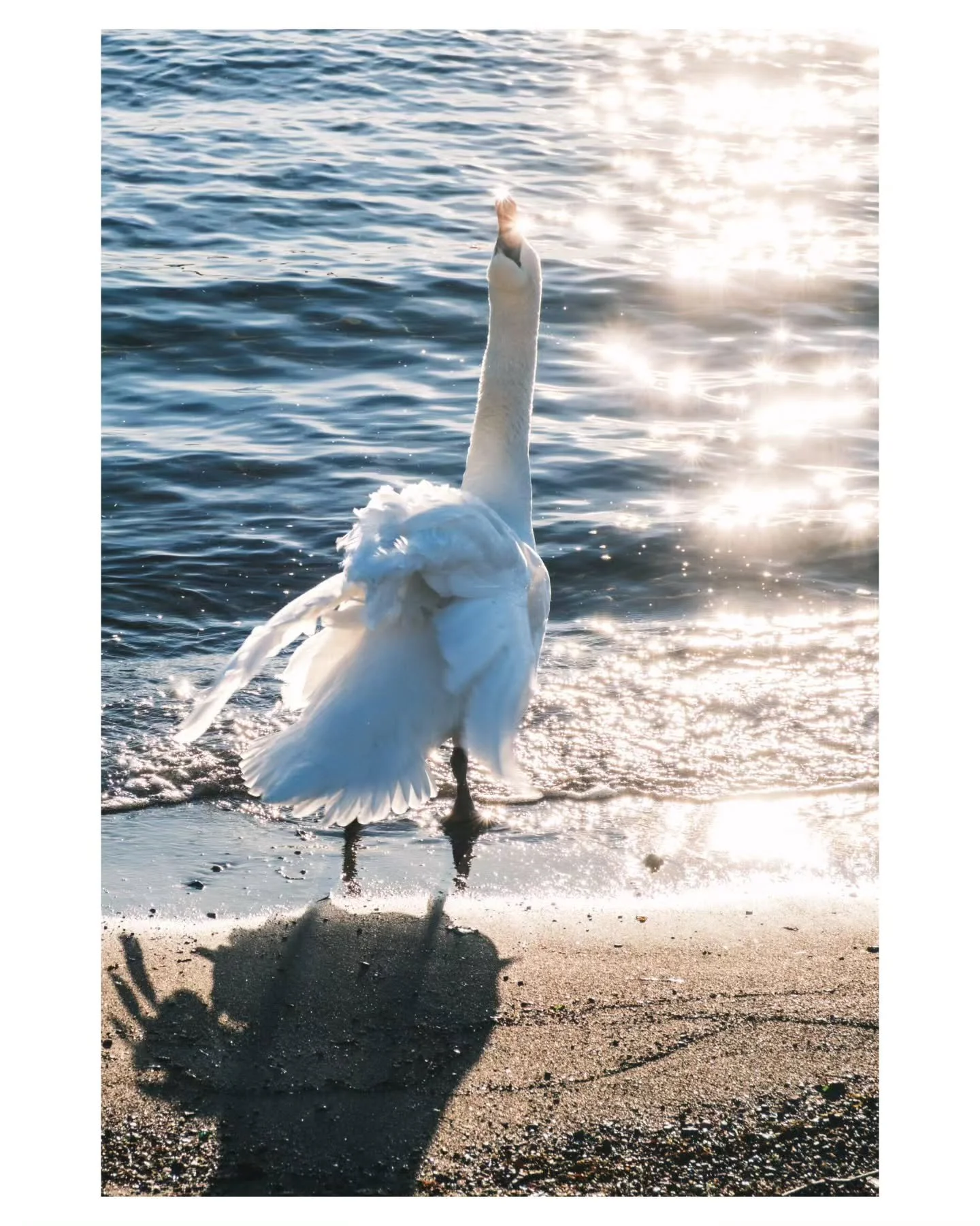 Swan shining bright like a diamond and does a striking pose at the beach 💎🦢

📍 Sj&oslash;badet, Jel&oslash;ya Moss Norway
📸 Fujifilm XT-5 56mm f1.2
