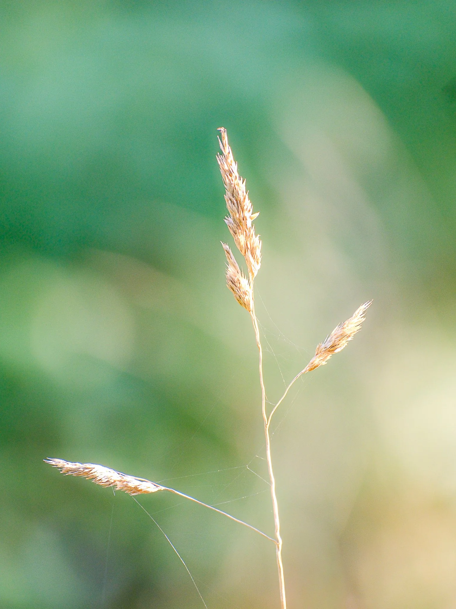 DSCF7943.jpg