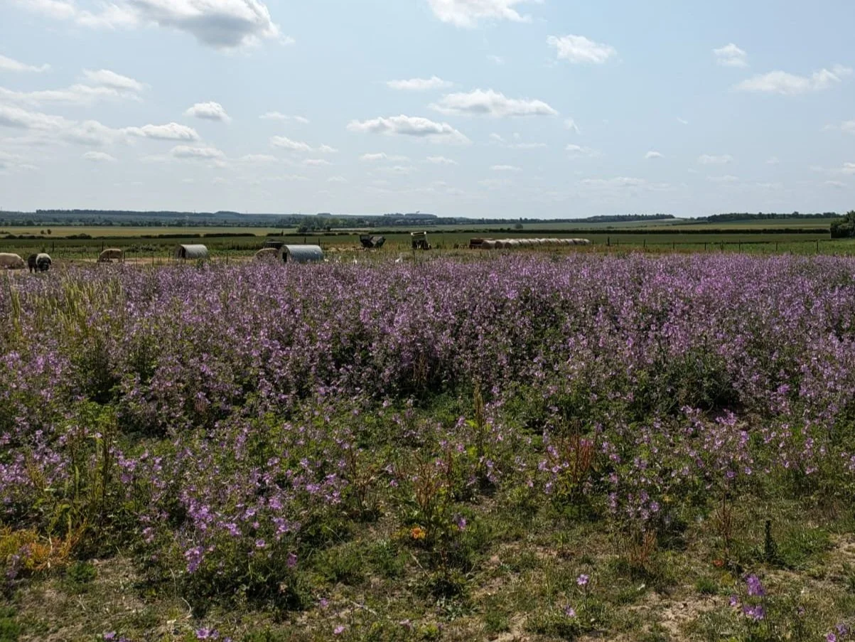 A wide field of purple wildflowers with farm animals and hay bales in the background under a partly cloudy sky.