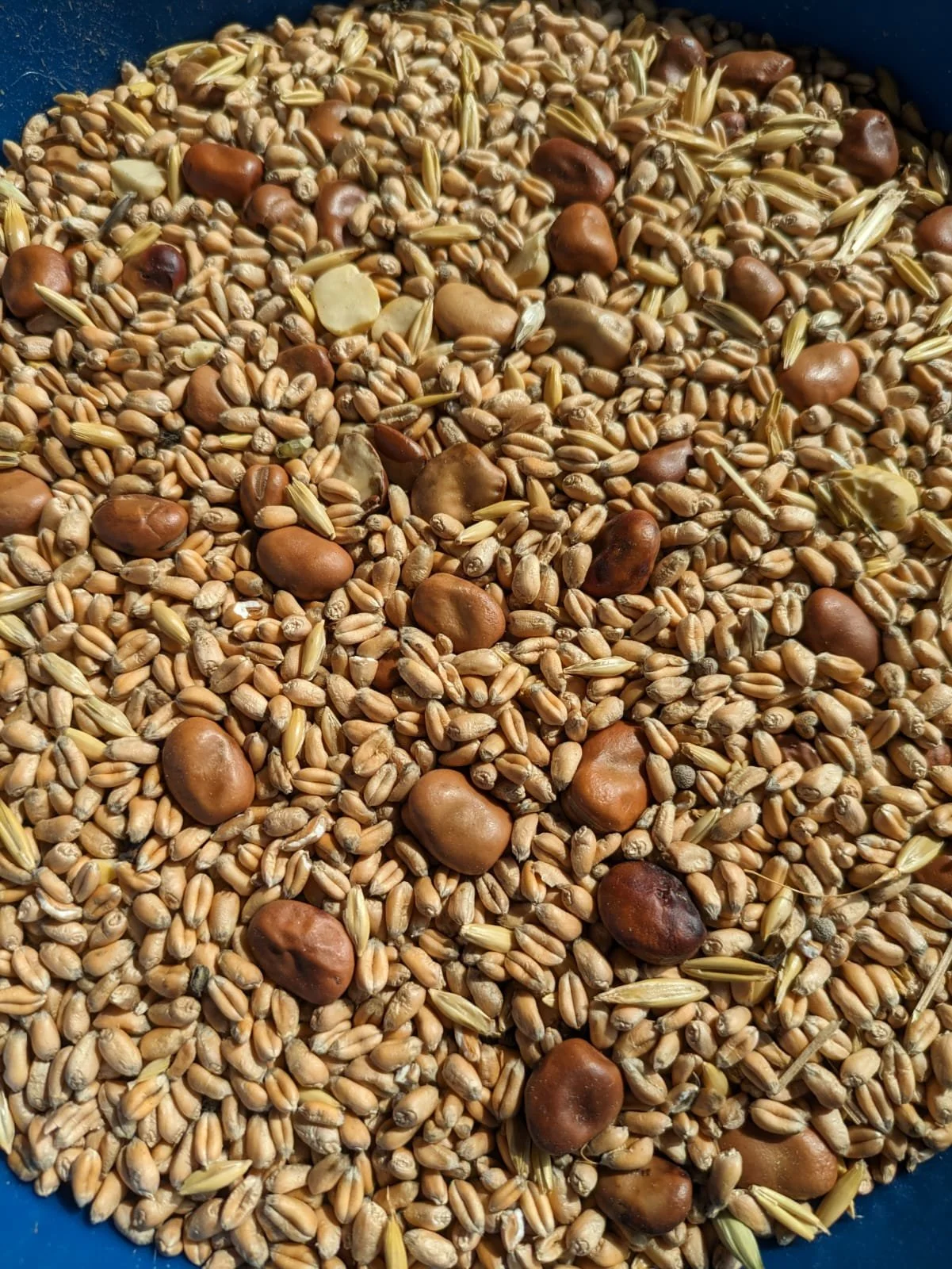 Close-up of a mixture of grains and beans in a blue container, including wheat, oats, and various brown beans.
