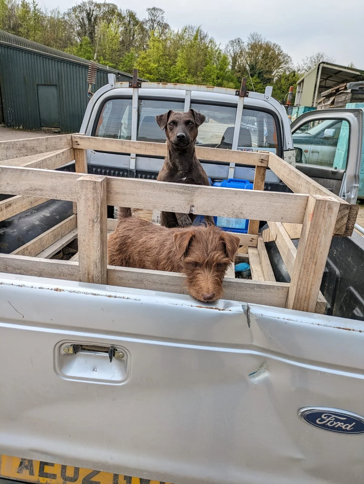 Two dogs sitting in a wooden crate in the back of a white Ford pickup truck outdoors. One dog is black and the other is brown. The background includes a green industrial building, trees, and a cloudy sky.