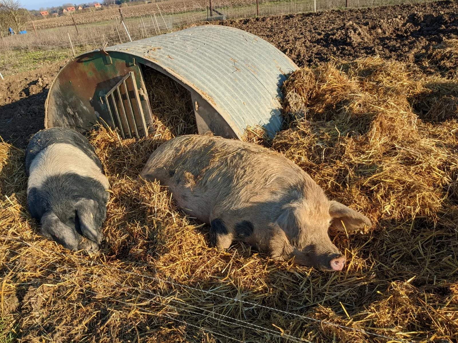 Two pigs resting on straw in a farmyard, with a small animal shelter and a fence in the background.