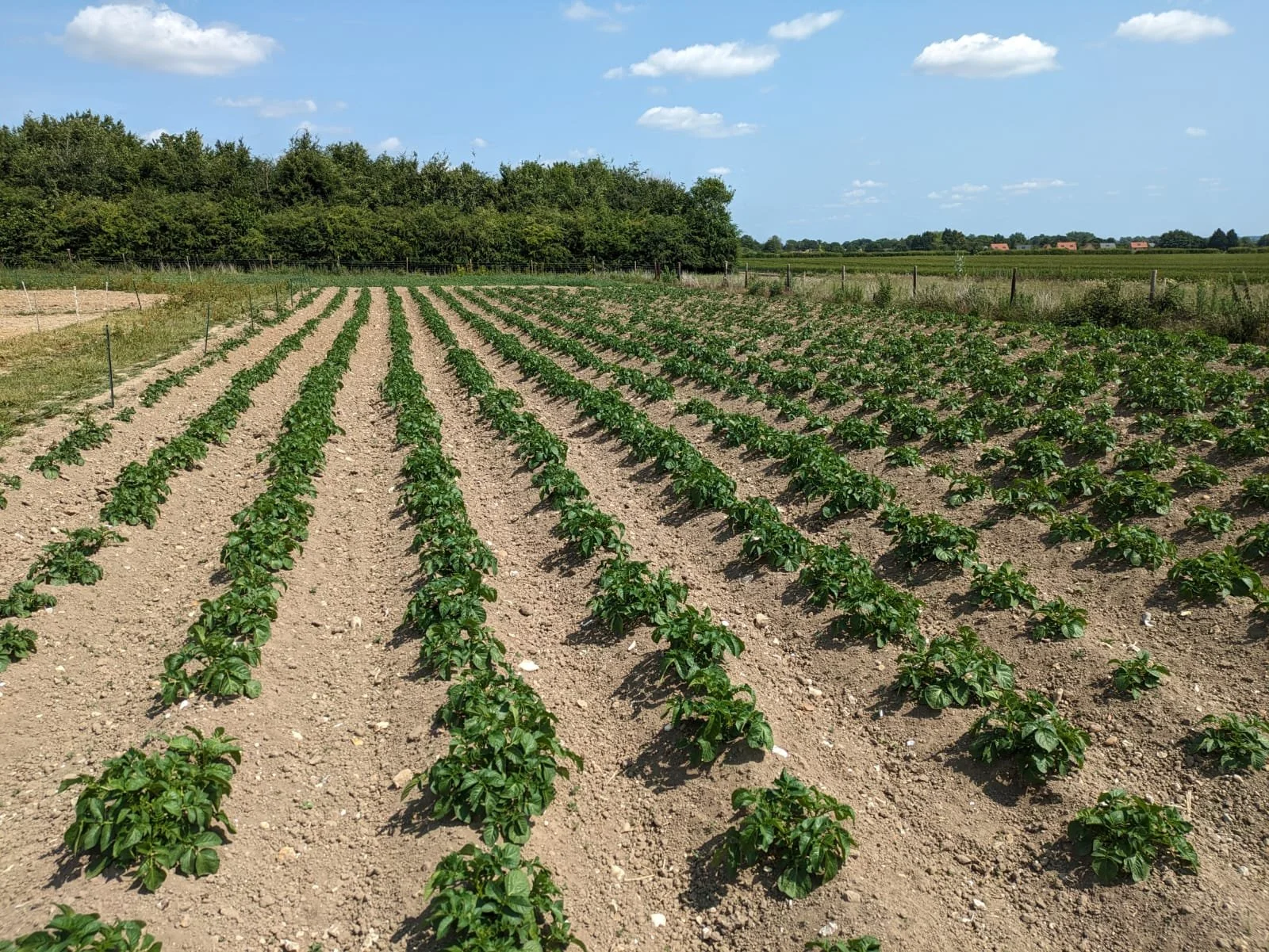 A cultivated farmland with rows of green plants growing in the soil under a blue sky with scattered clouds.
