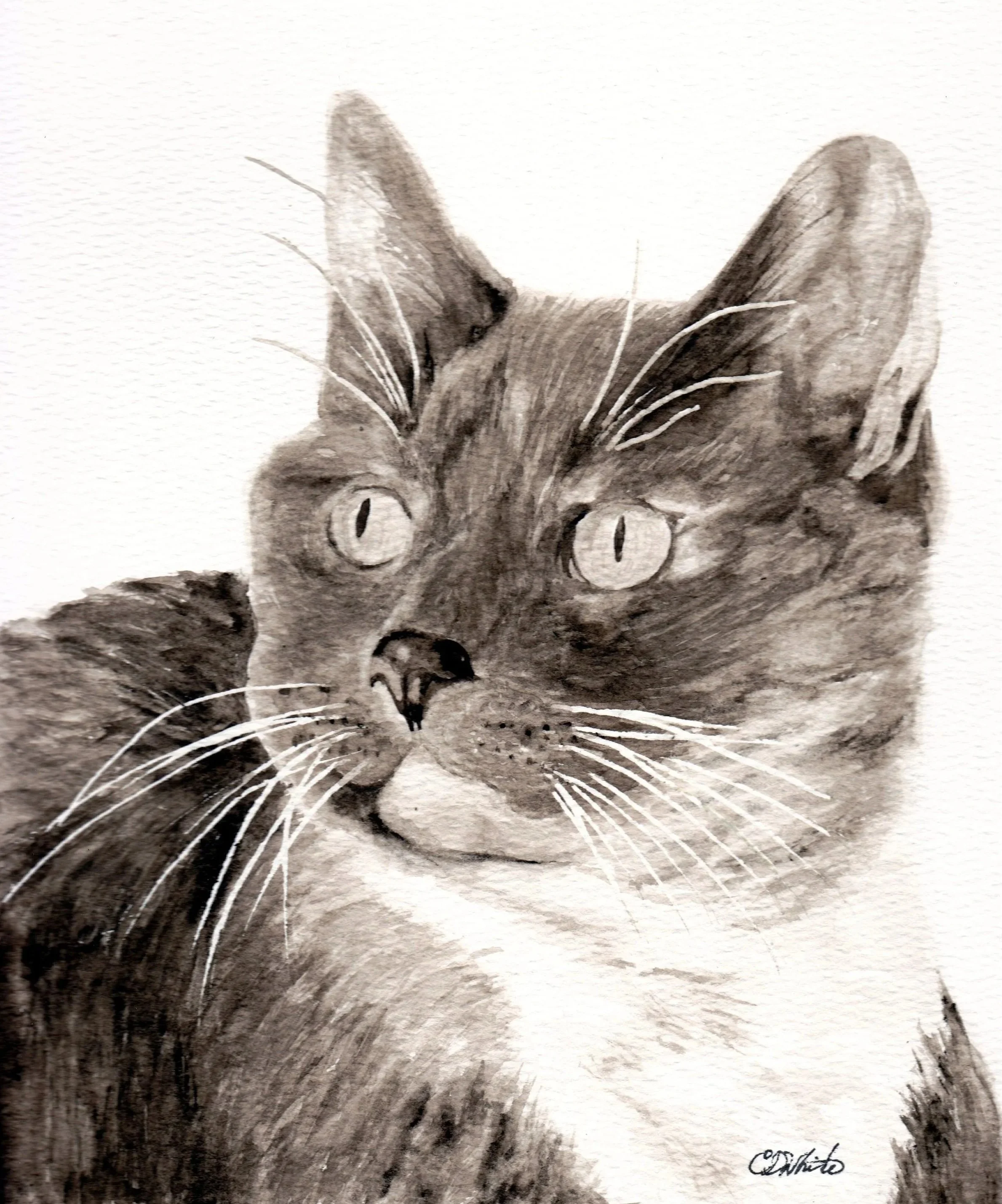 Black and white watercolor painting of a cat with detailed fur, large eyes, and prominent whiskers.